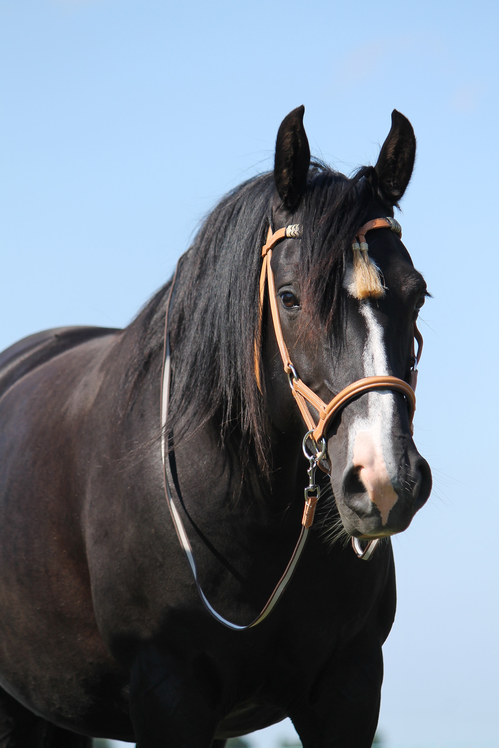 F.R.A. Freedom Riding Articles Shango Sidepull-suitset (System 3) western-malli, nahkaa