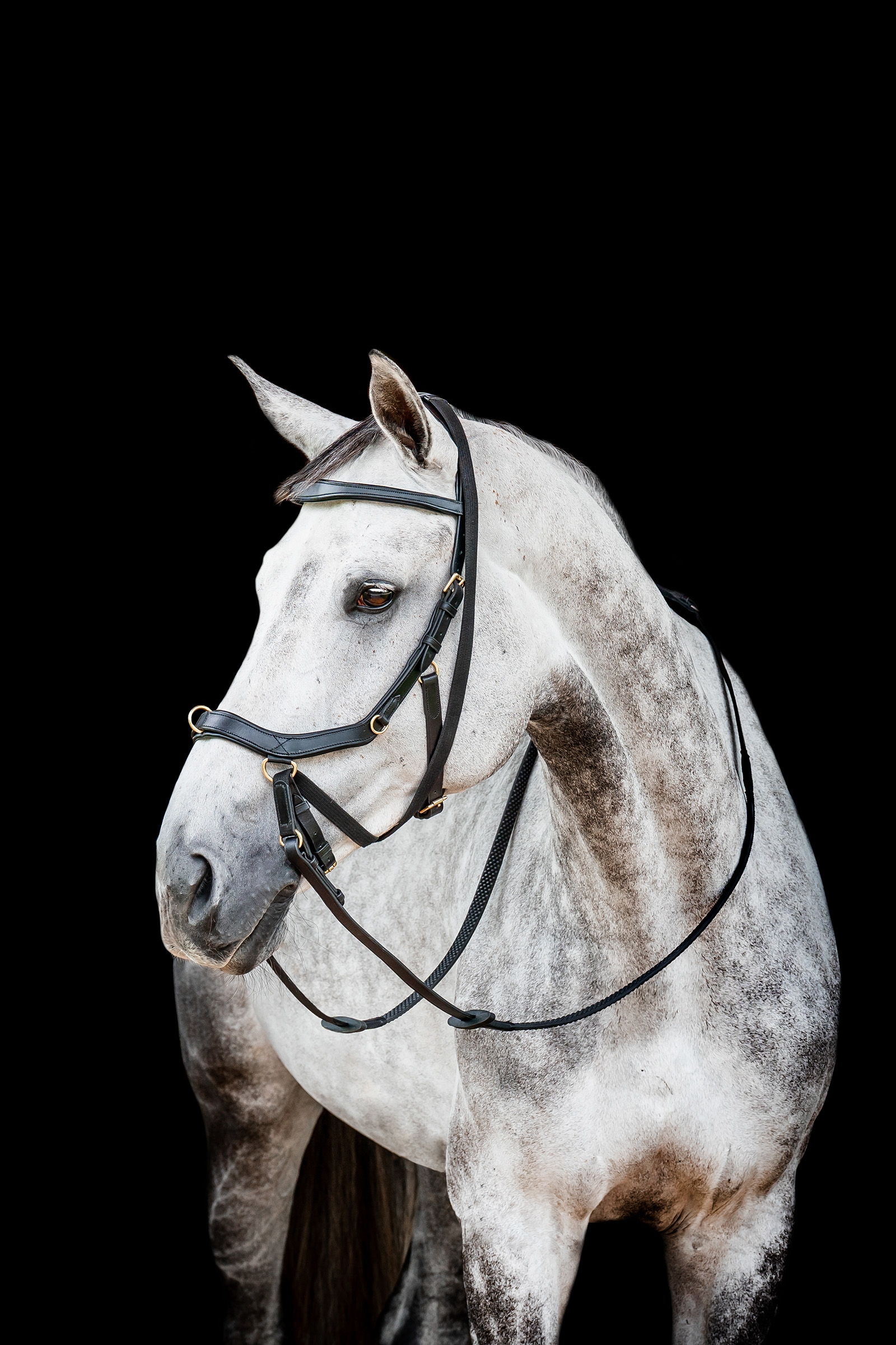 Horseware Micklem 2 Multi Suitset