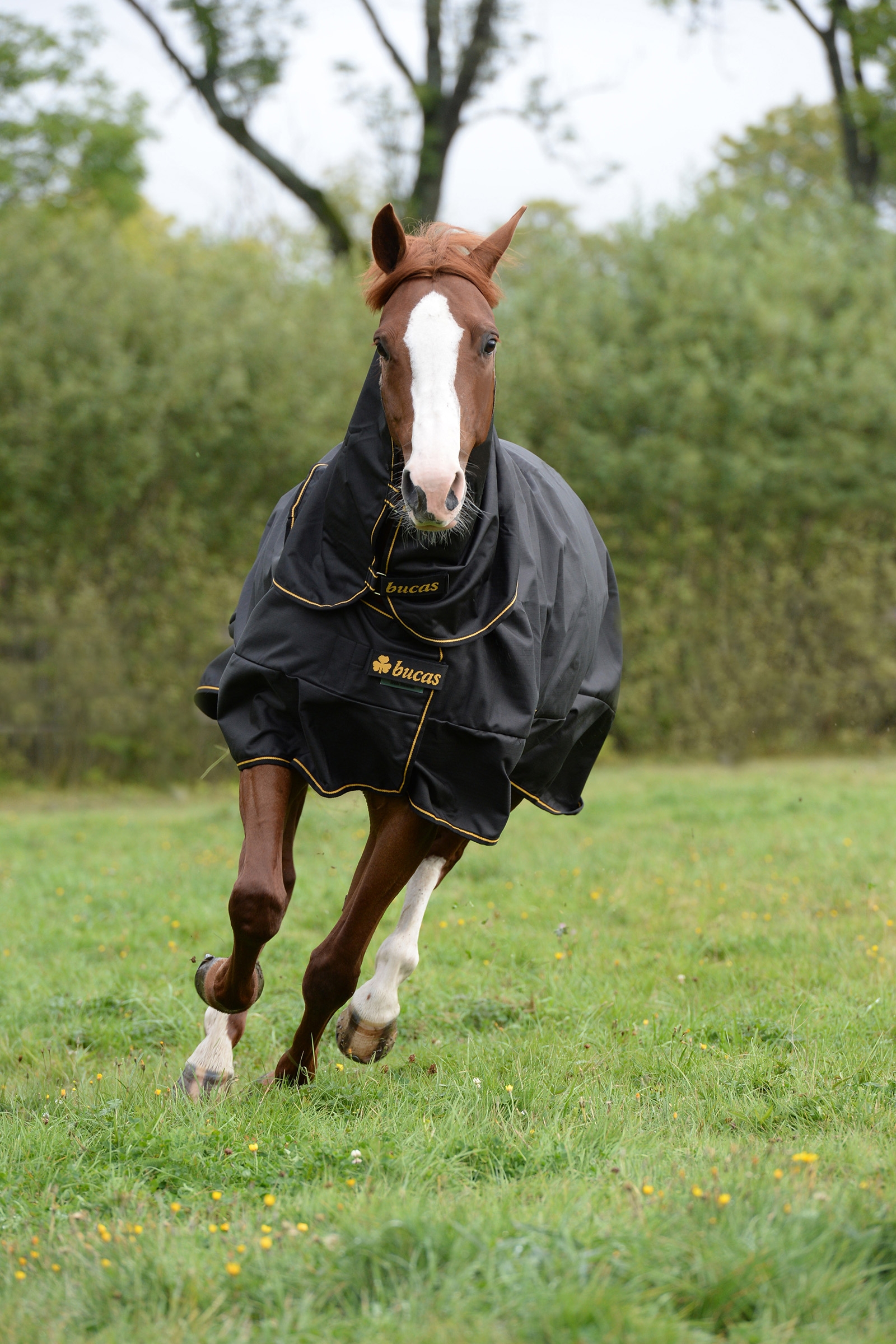 Bucas Irish Extra ulkoloimi ponille