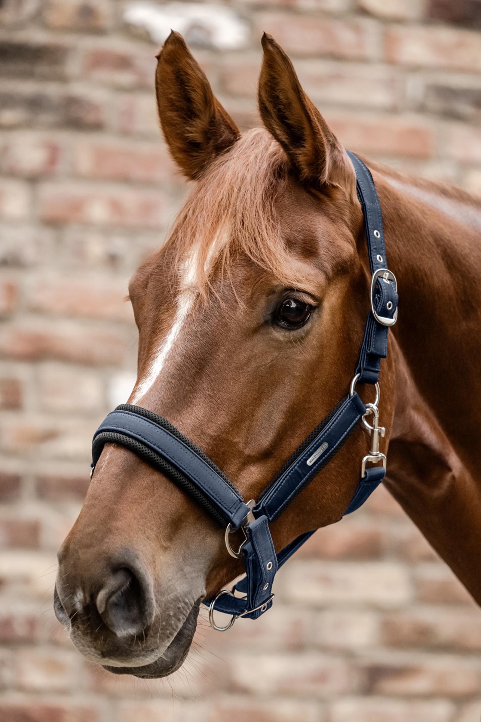 Waldhausen Breath Verkko Riimu