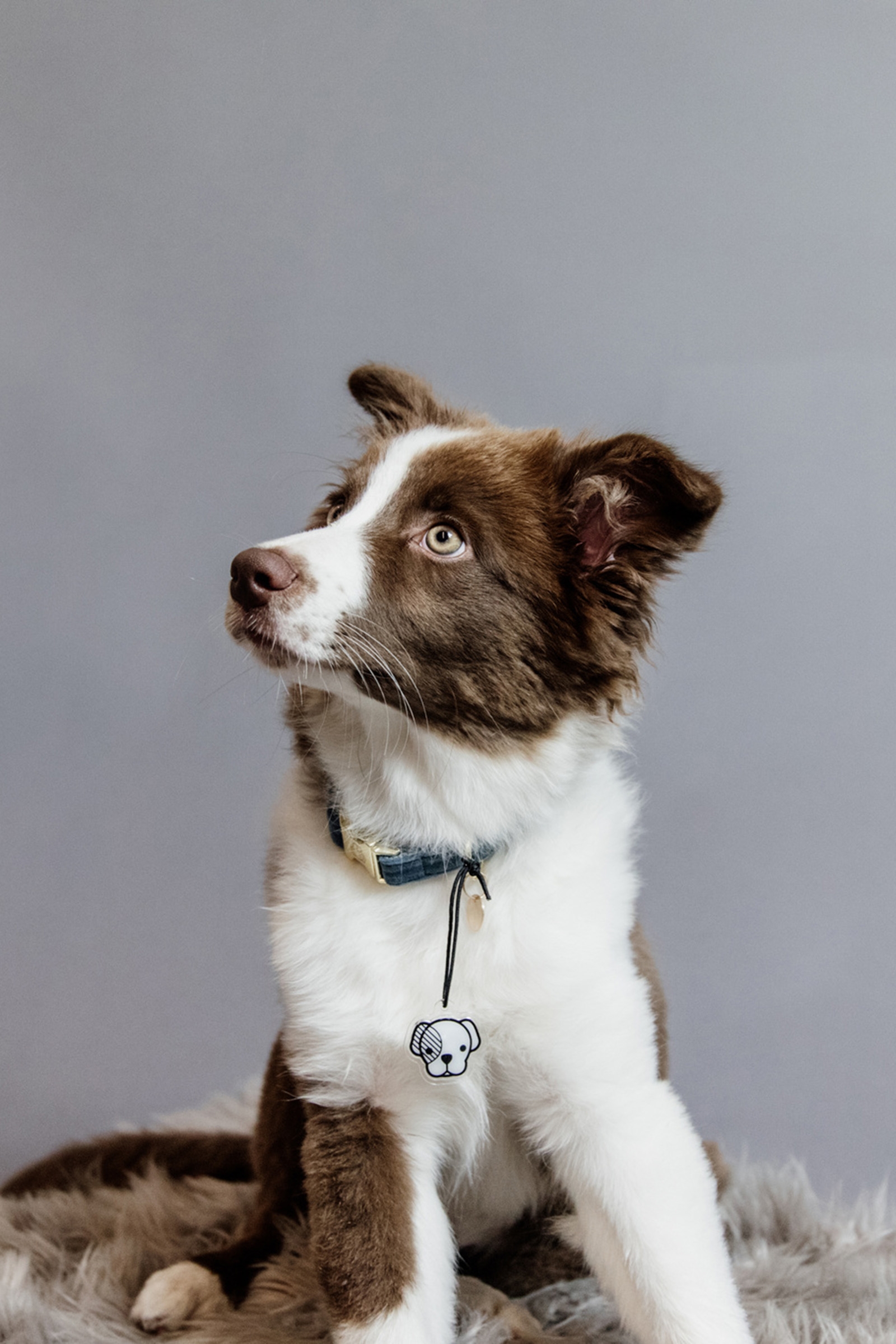 Kentucky Dogwear Dog Collar Velvet -kaulapanta