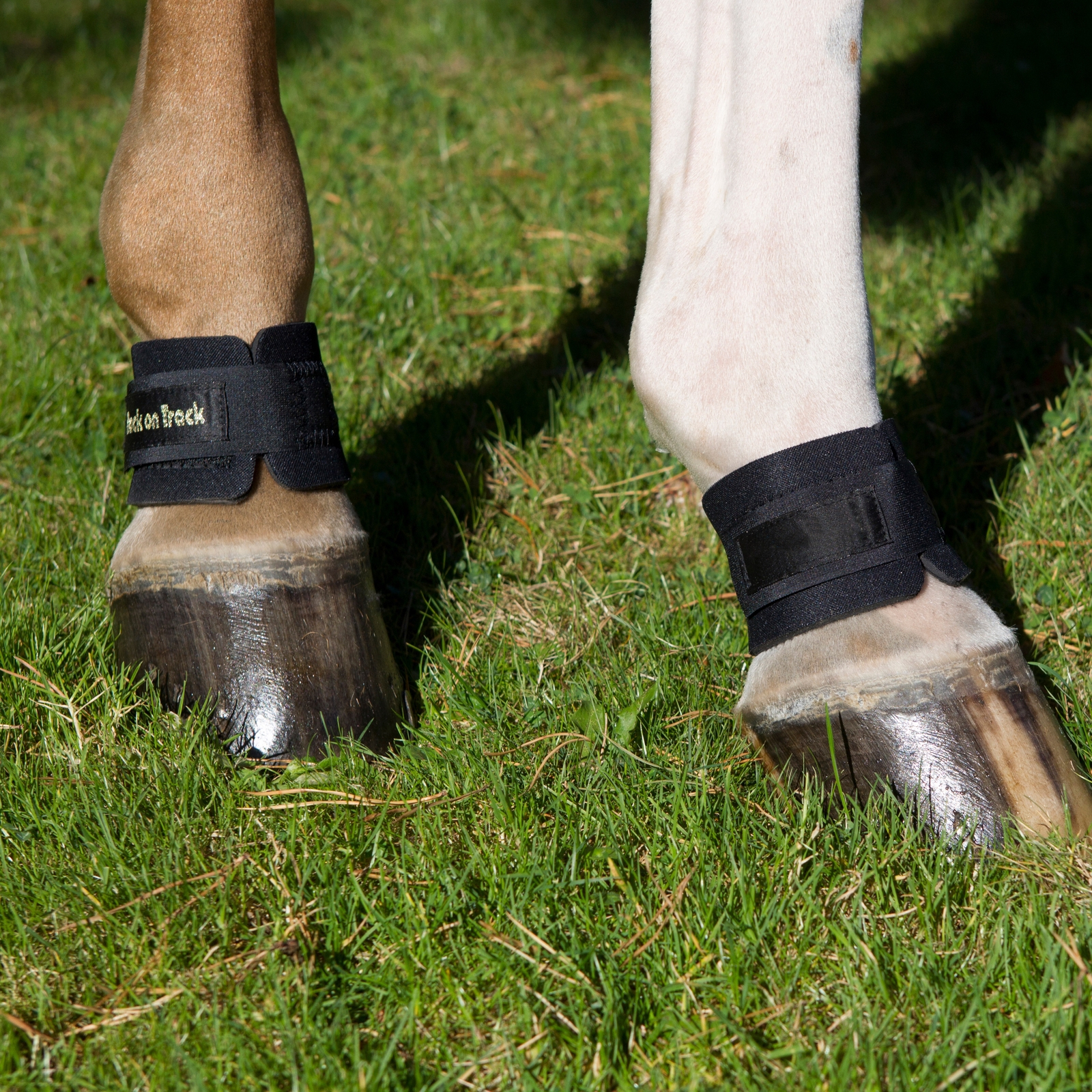 Bacl on Track Pastern Wrap
