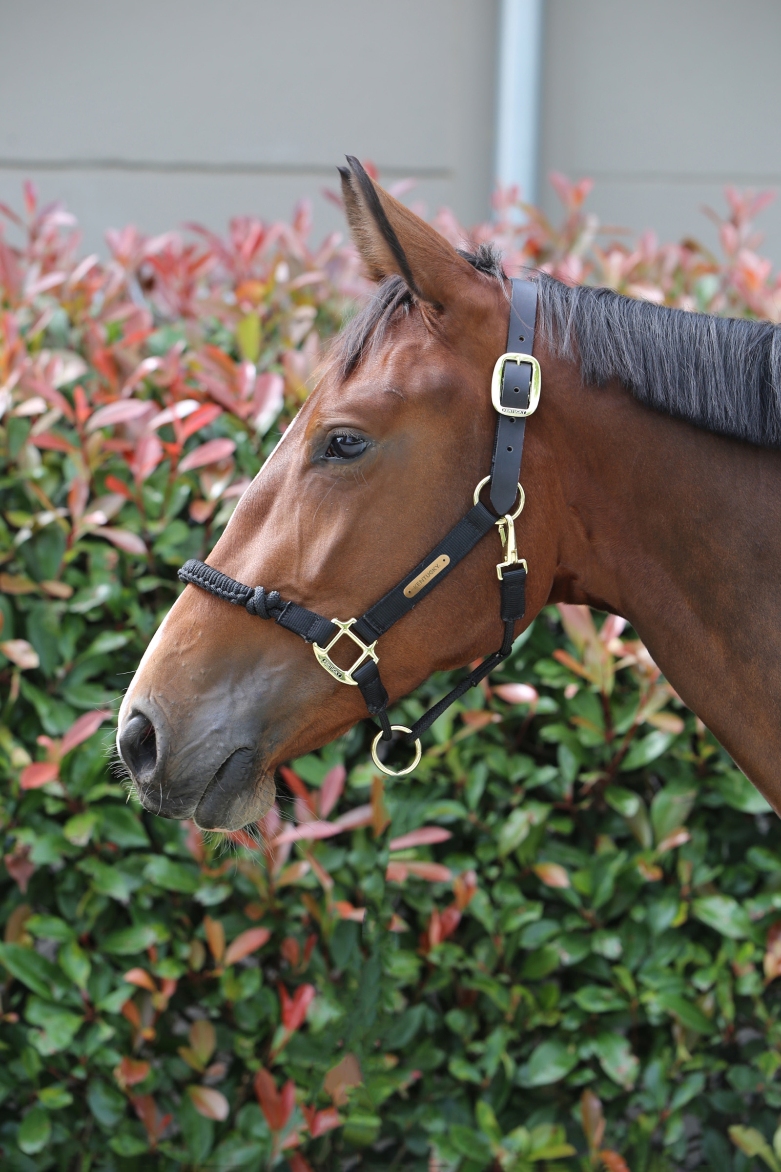 Kentucky Horsewear Control riimu