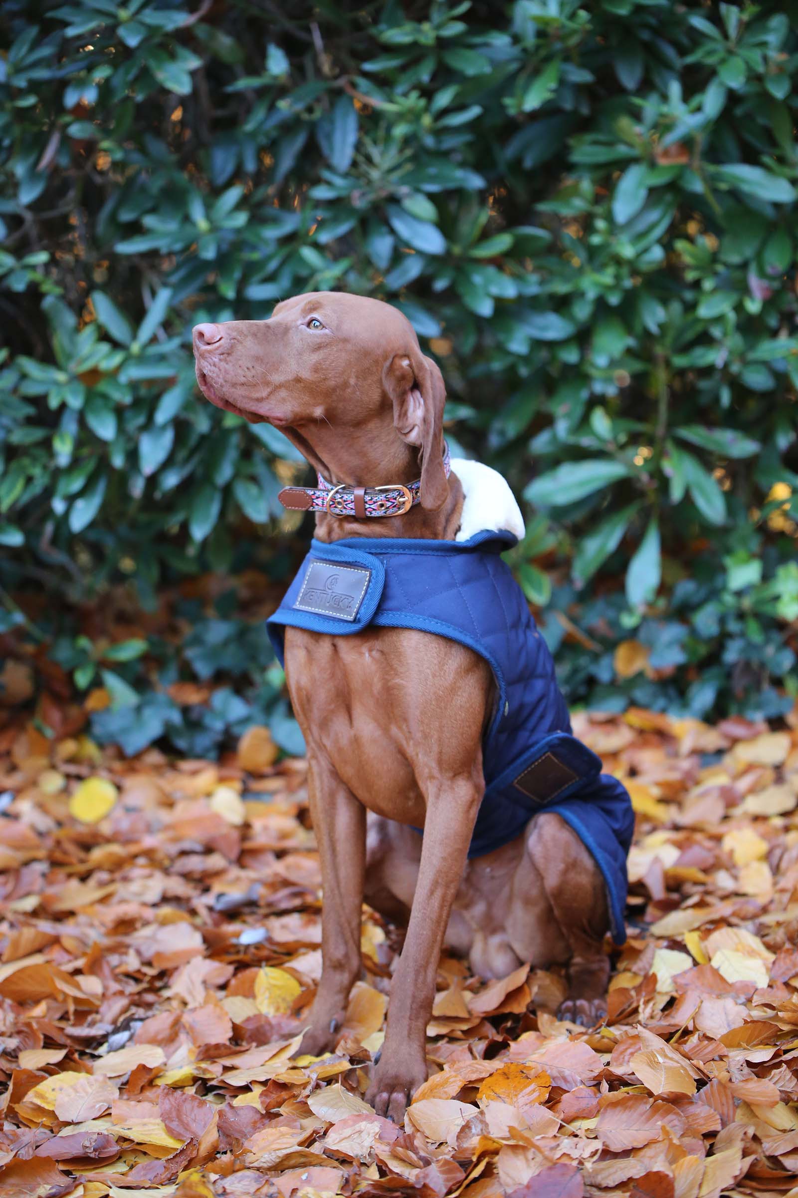 Kentucky Dogwear koiran takki