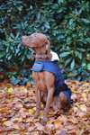 Kentucky Dogwear koiran takki