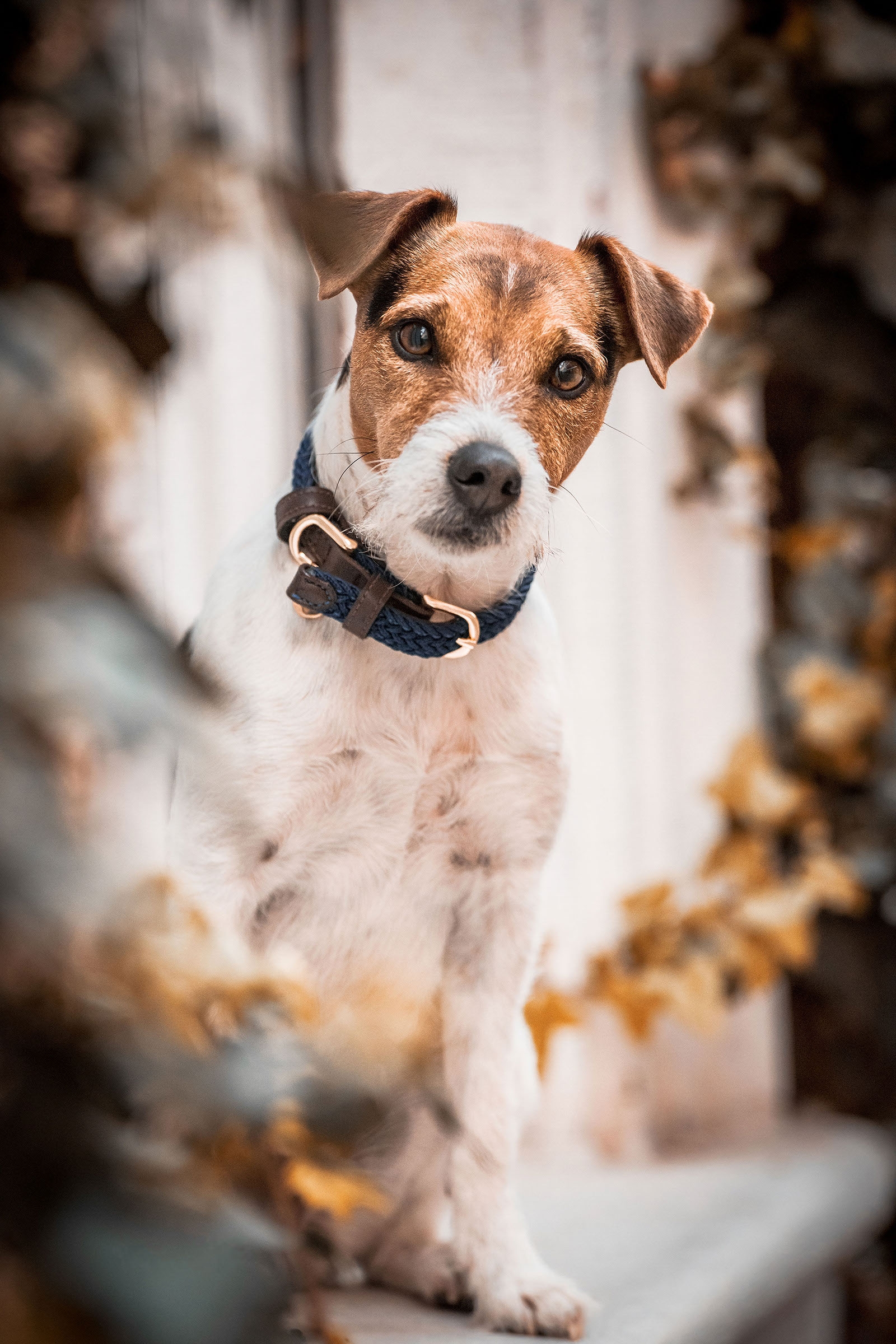 DB/AB Kentucky Dogwear punottu koiran kaulapanta, nailonia