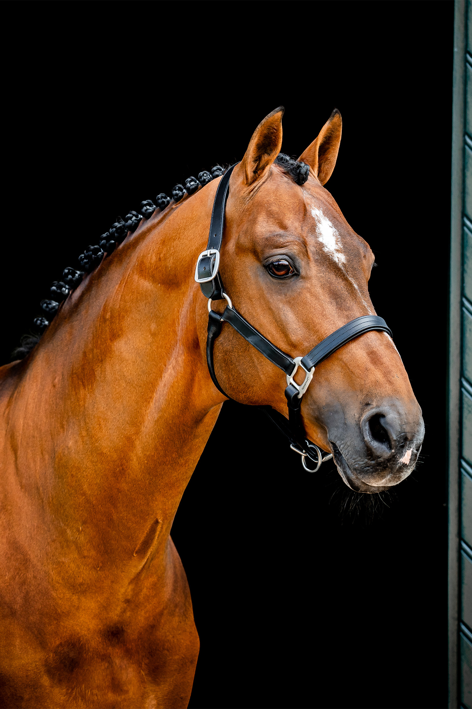 Horseware Signature nahkainen halter