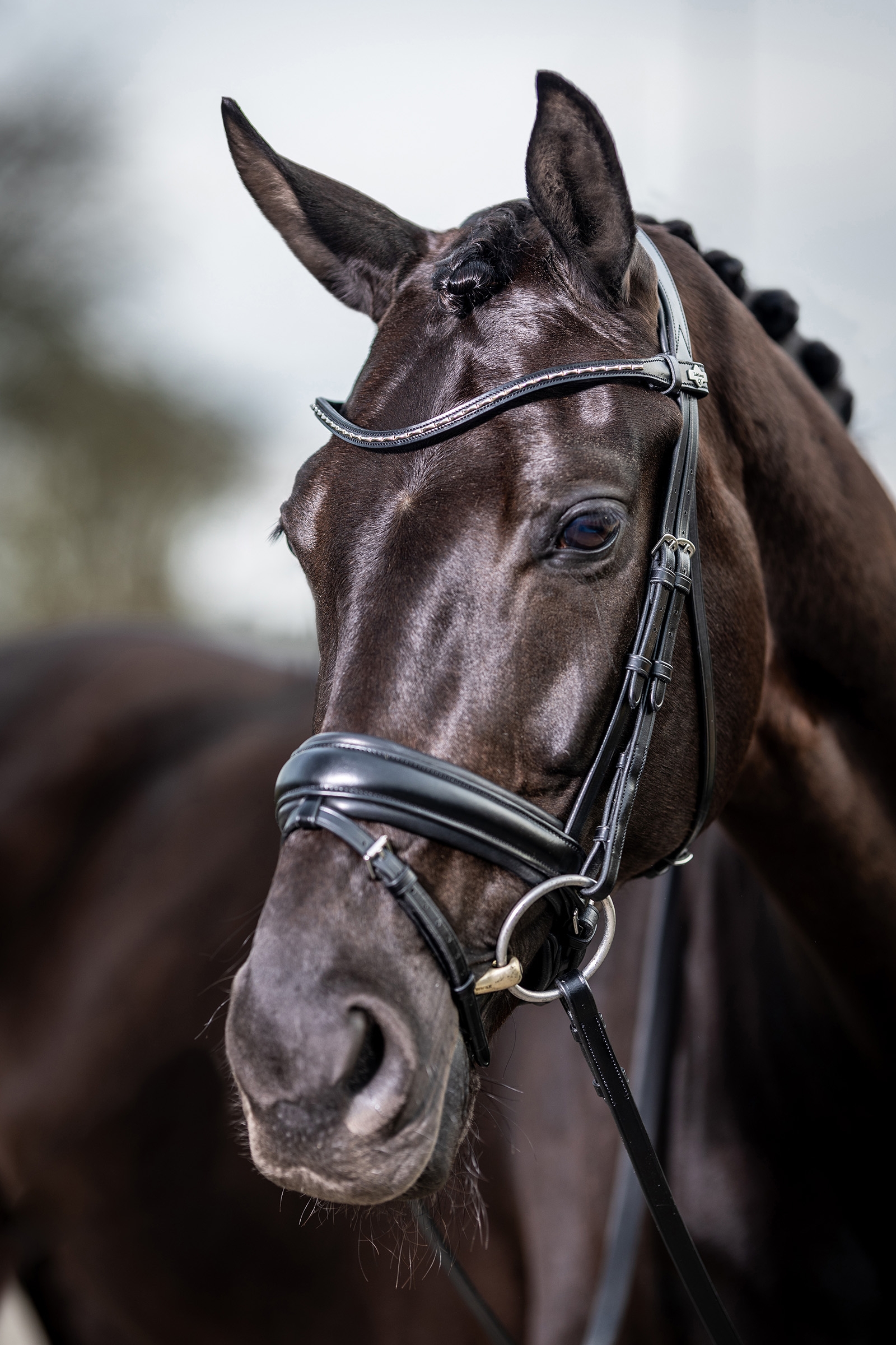 LeMieux Kudos Classic Dressage Bridle