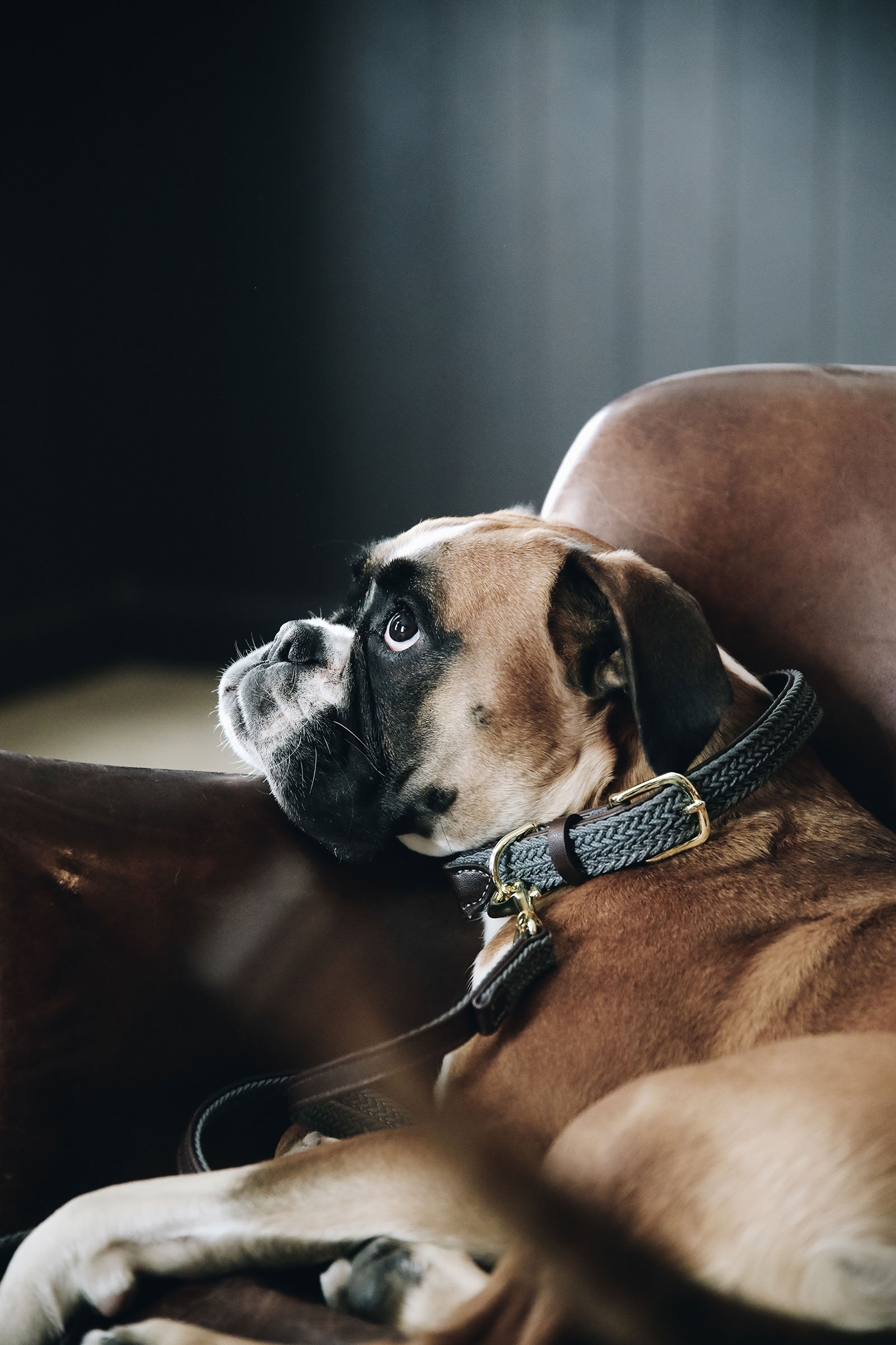 Kentucky Dogwear punottu koiran kaulapanta, nailonia