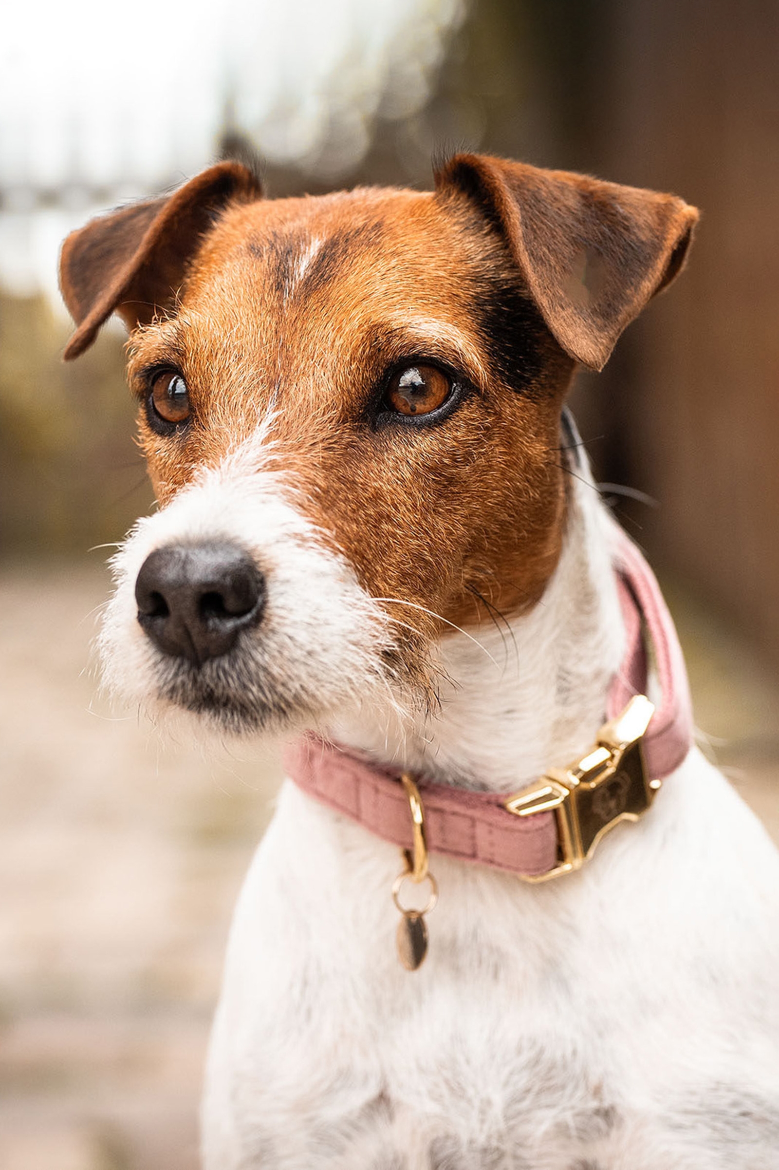 Raspberry Pink Kentucky Dogwear Dog Collar Velvet -kaulapanta