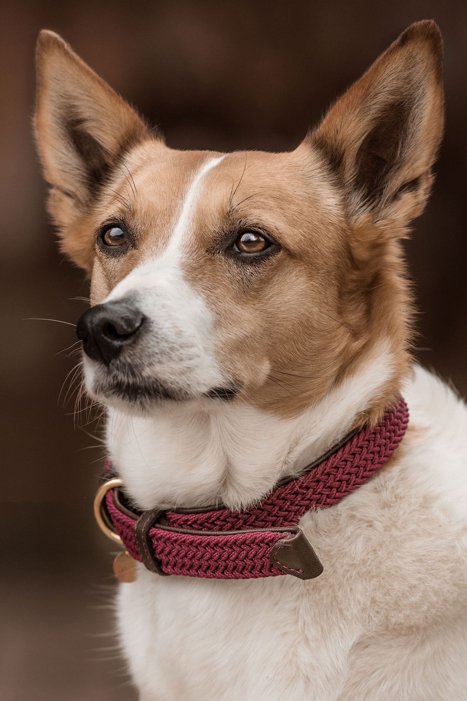 Dark Red Kentucky Dogwear punottu koiran kaulapanta, nailonia