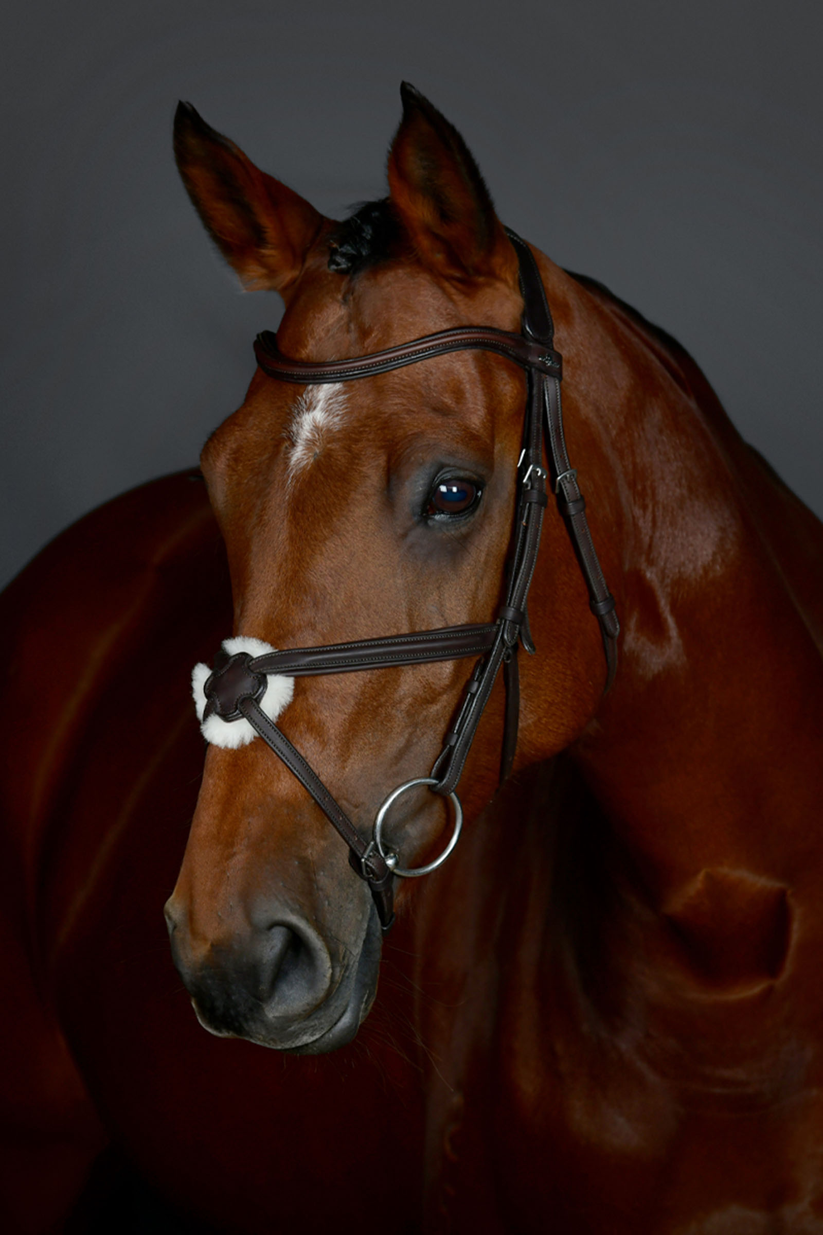 Dark Brown Collegiate Comfitec Opulux yksinkertainen pehmustettu suitsi meksikolaisella turpahihnalla