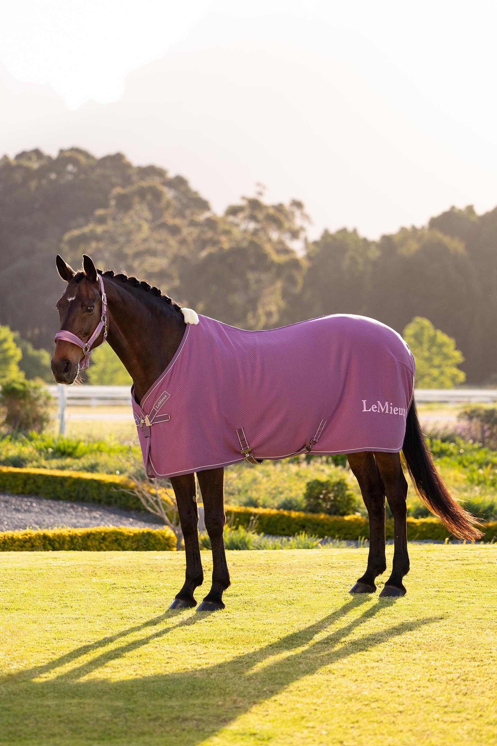 Mallow LeMieux Kudos bambu cooler loimi