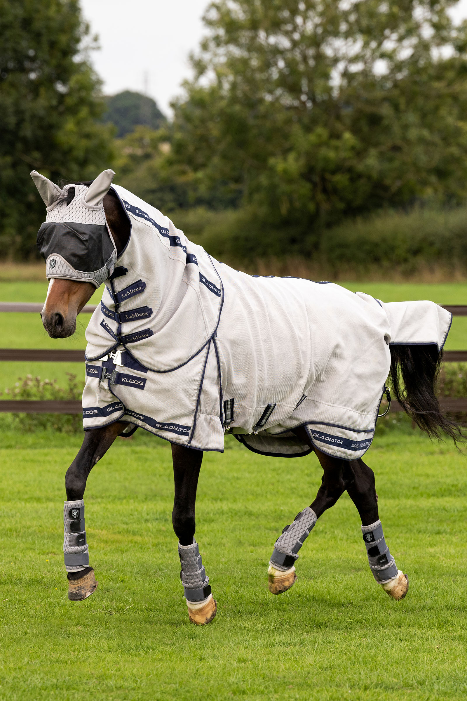 LeMieux Kudos Gladiator kärpässuoja loimi