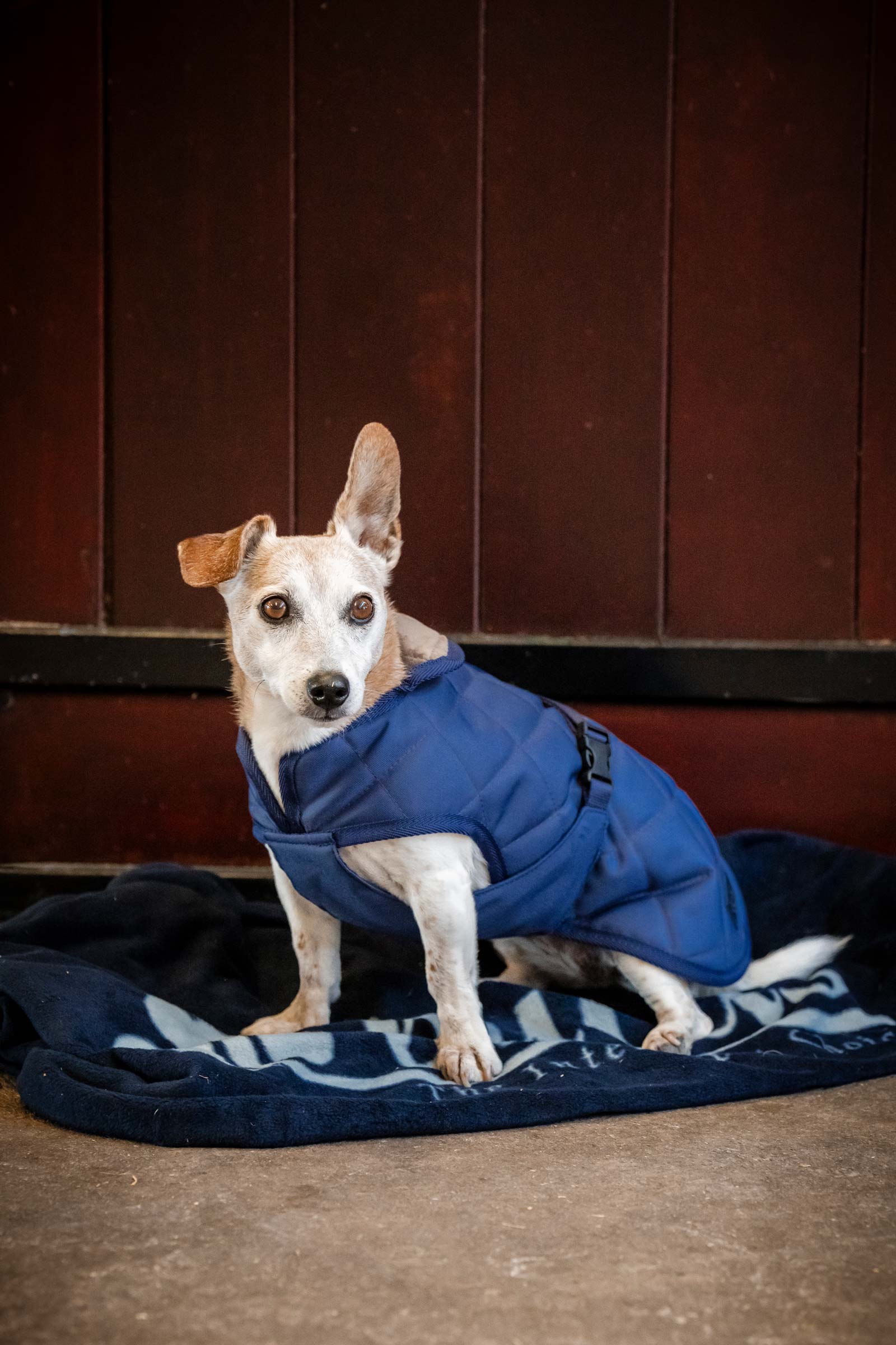 Bucas Cosy Koira-matto