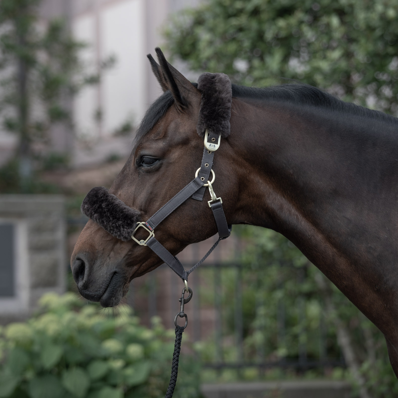 B Vertigo Laurier riimu lampaankarvalla