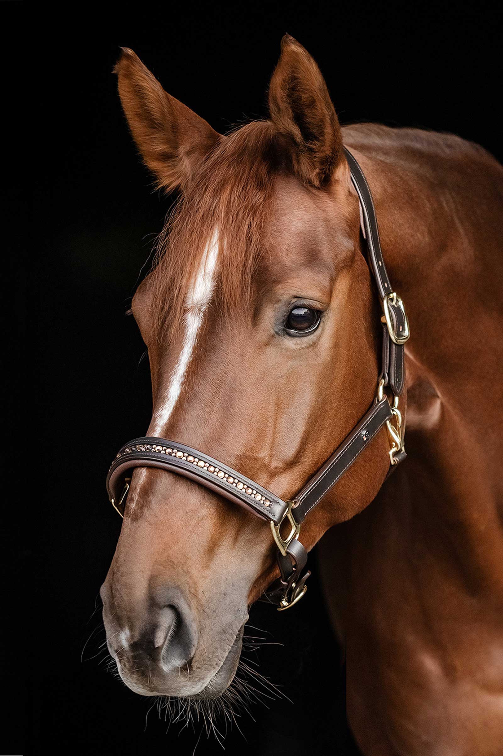 Waldhausen X-Line Crystal Nahkarihmu