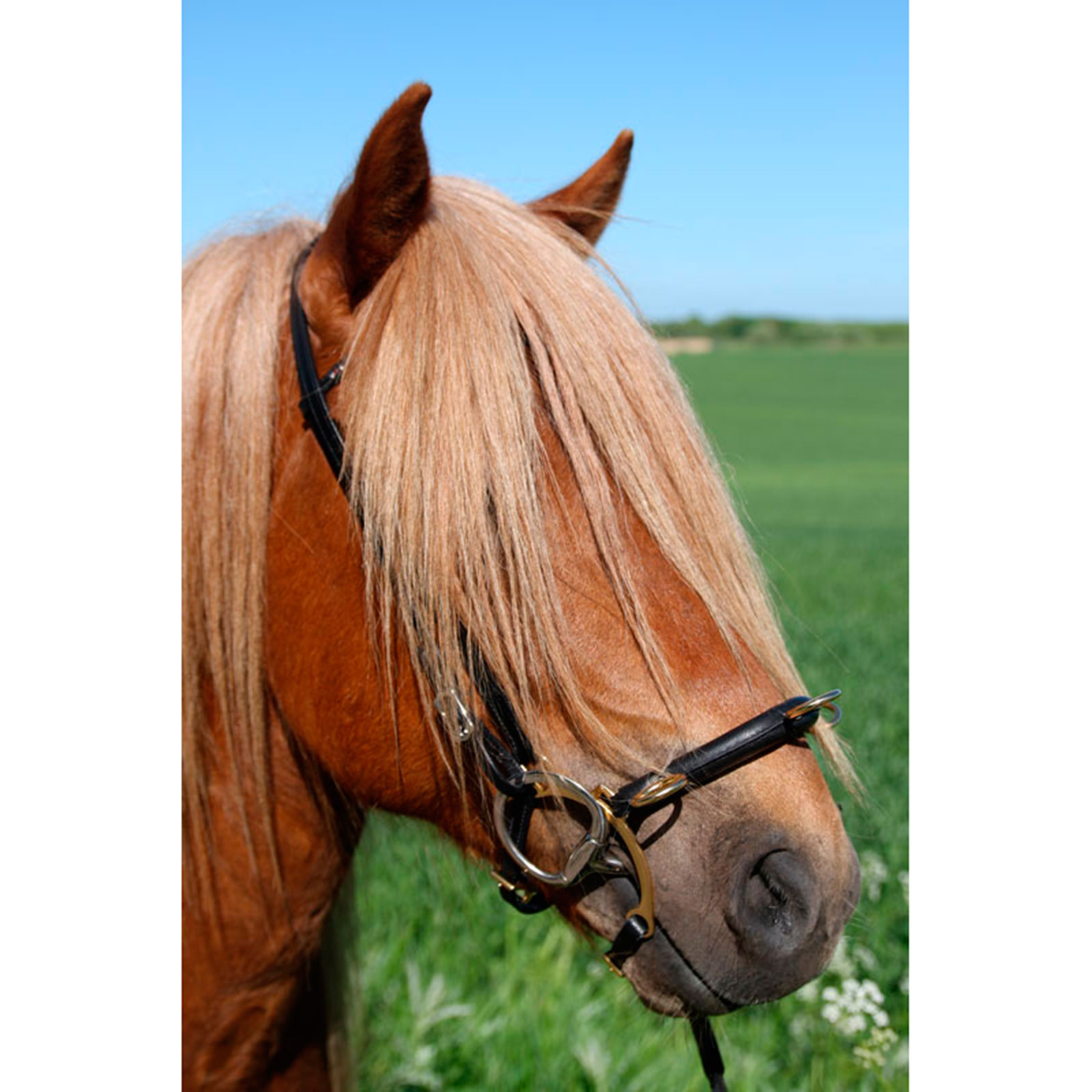 Karlslund Ratsastuskapsoni kankiosa