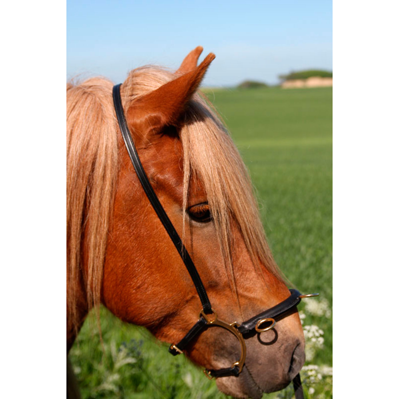 Karlslund Ratsastuskapsoni kankiosa