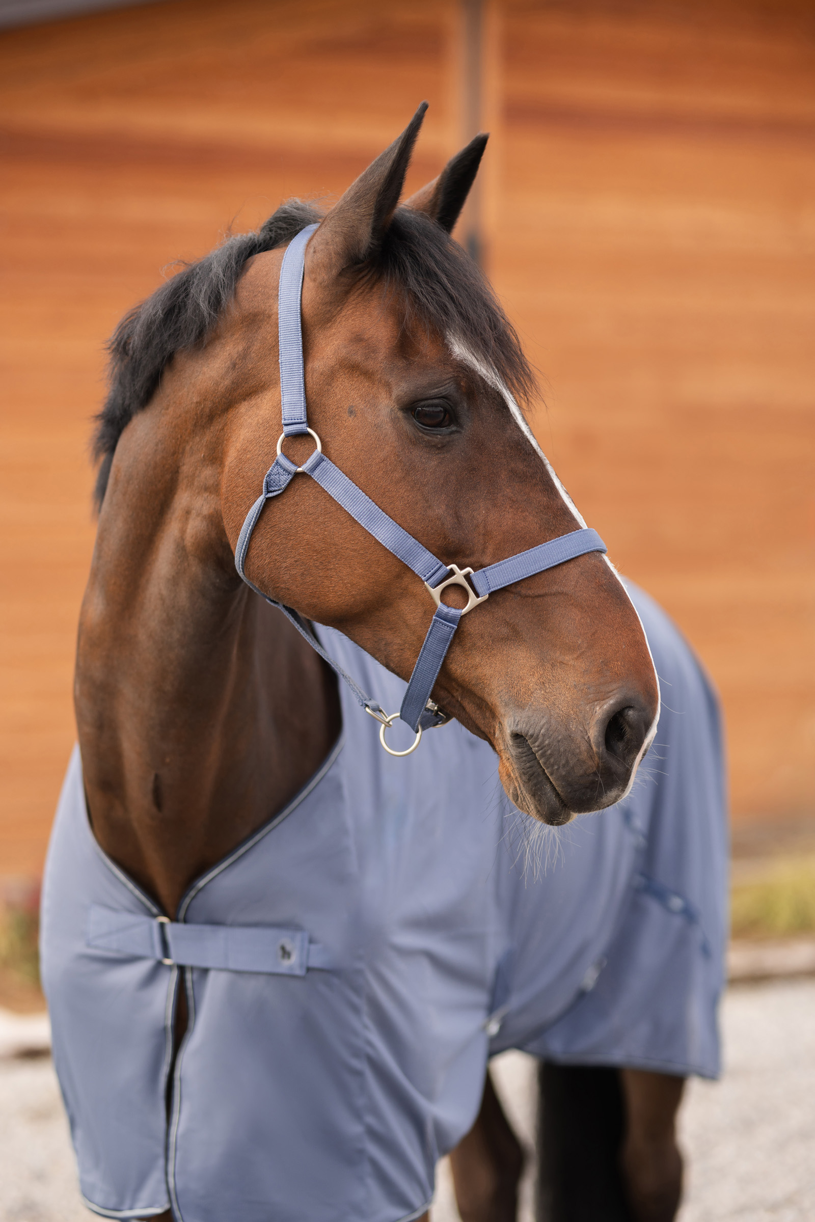 Horze Rose Tonique riimu