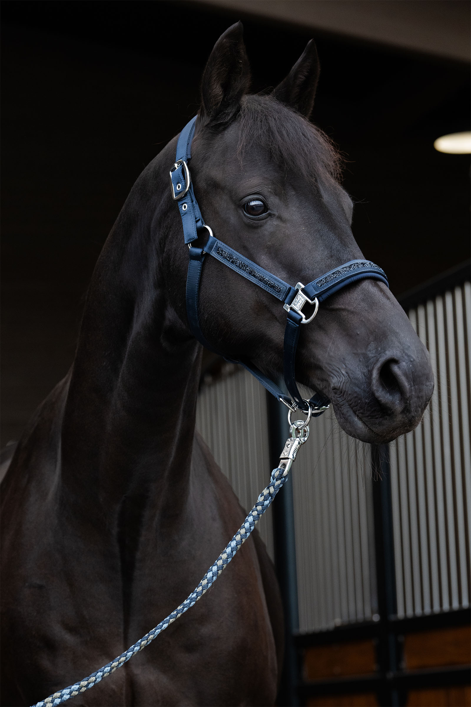 Eskadron Classic Sports SS25 Mattgloss Jewel Double Pin riimu