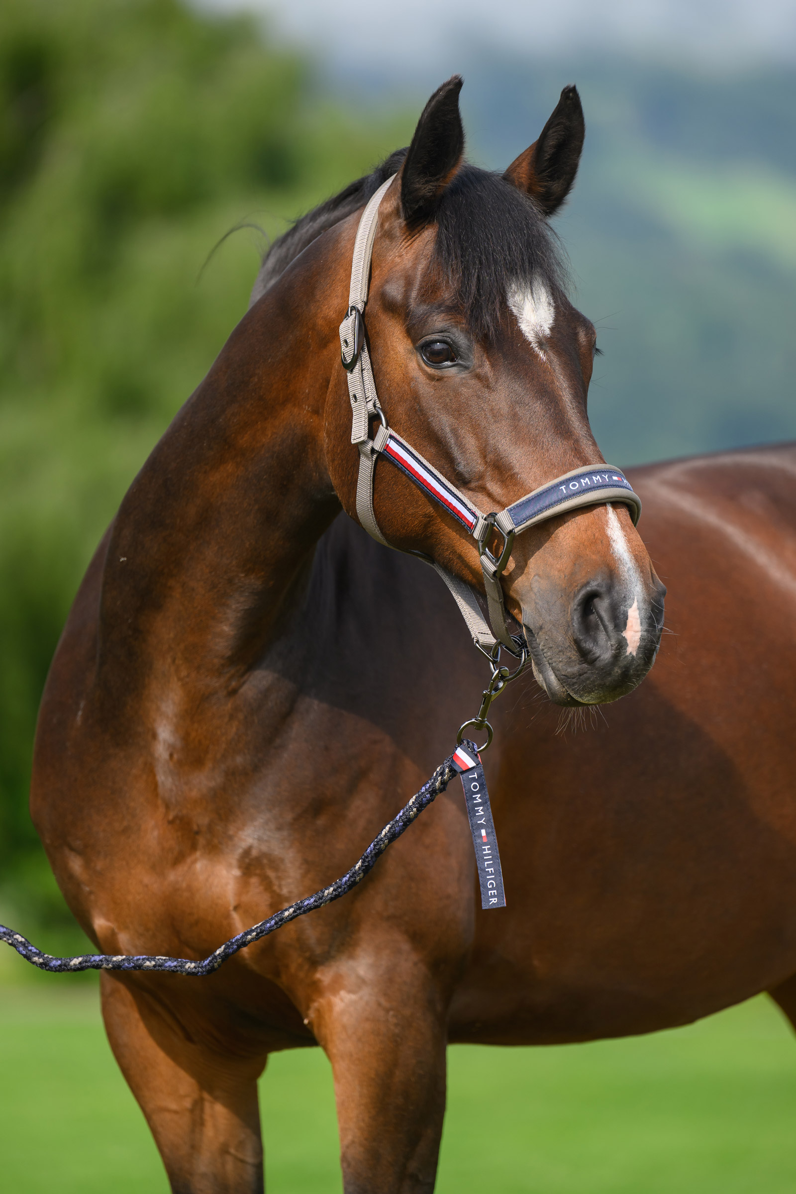 Ash Tommy Hilfiger Equestrian Yale riimu- ja talutinsetti