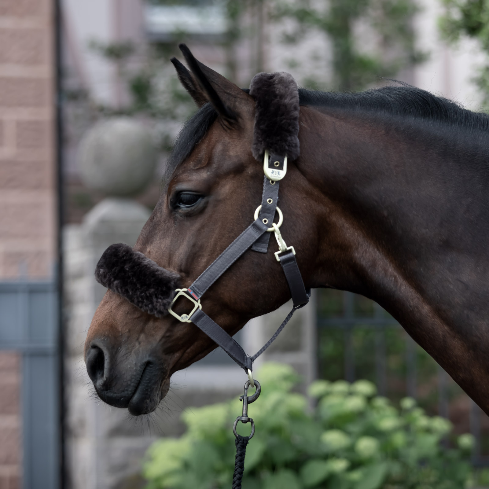 B Vertigo Laurier riimu lampaankarvalla