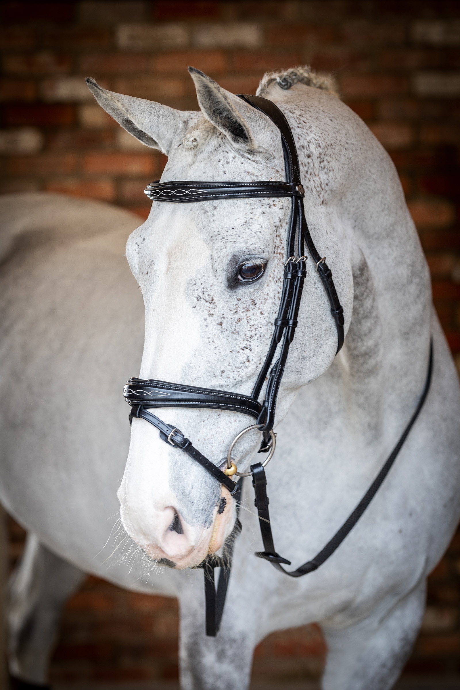 LeMieux Competiton Flash Bridle