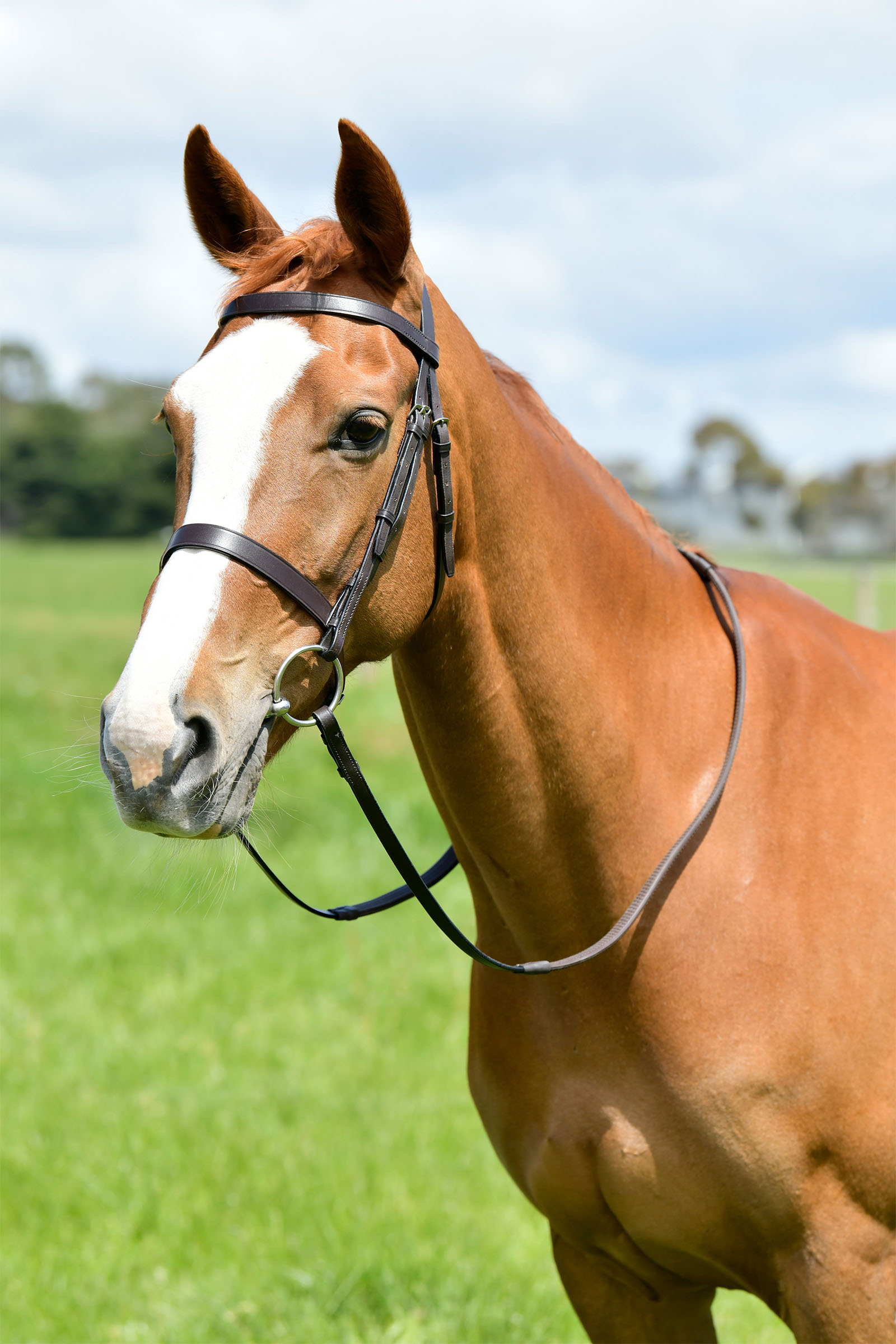 Kincade Classic litteä metsästyssuitset ohjilla