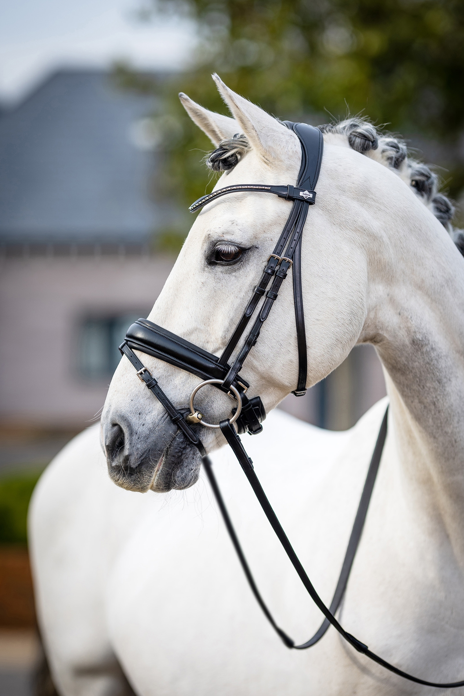 LeMieux Kudos Classic Dressage Bridle