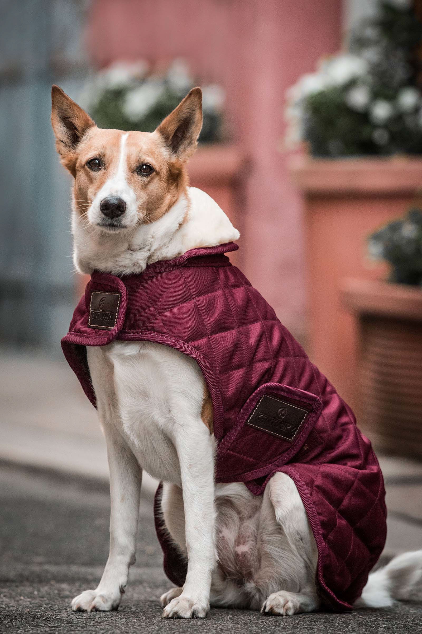 Dark Red Kentucky Dogwear koiran takki