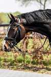 Trust Equestrian Falsterbo T-motion Bridle