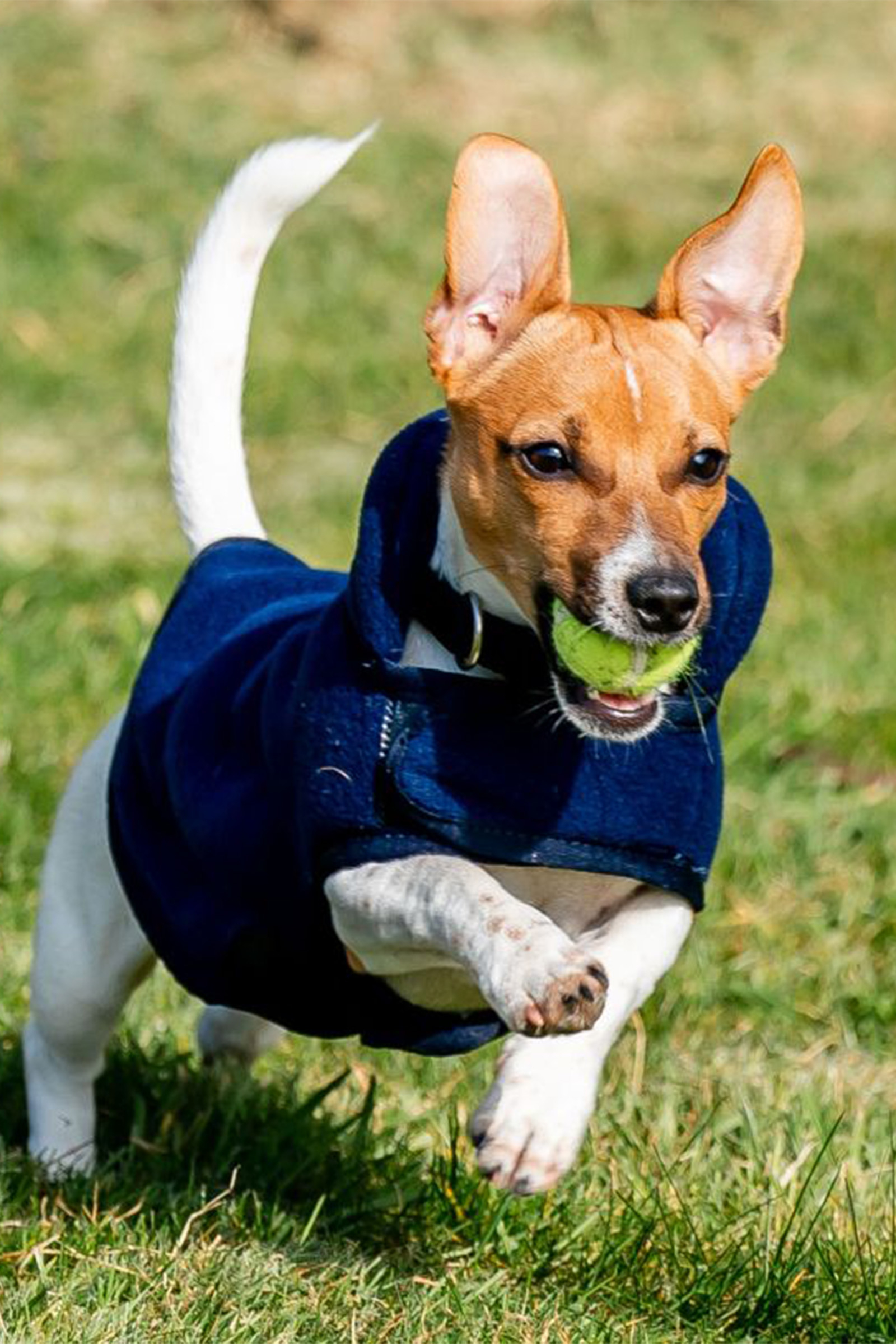 Horseware Signature Koiran Fleecetekstiili