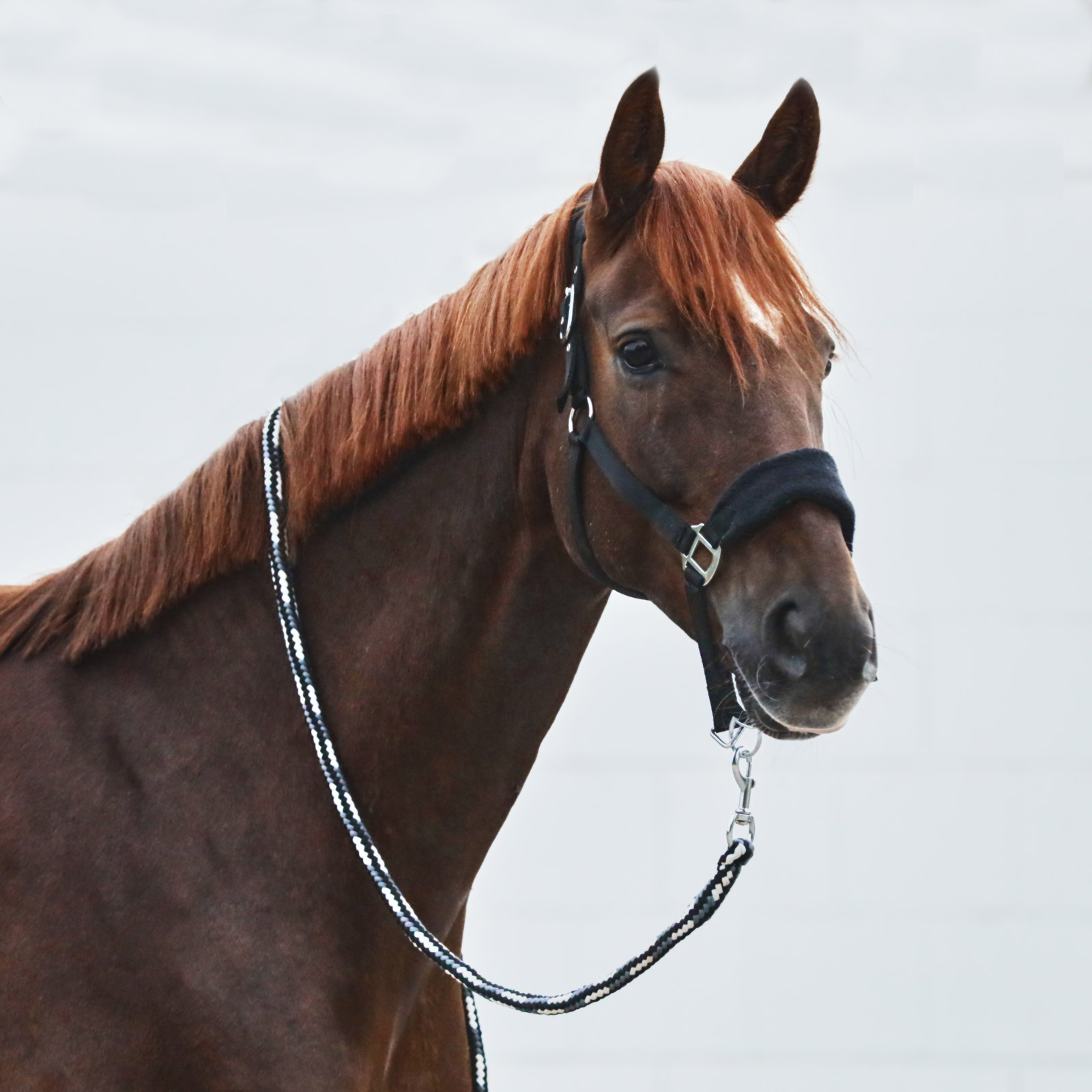 Horze Kiel riimu fleecepehmusteilla