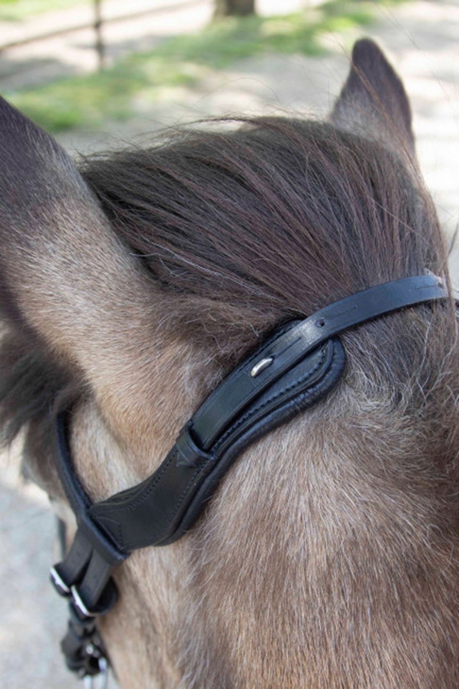 Waldhausen Anatominen Islantilainen Riimu