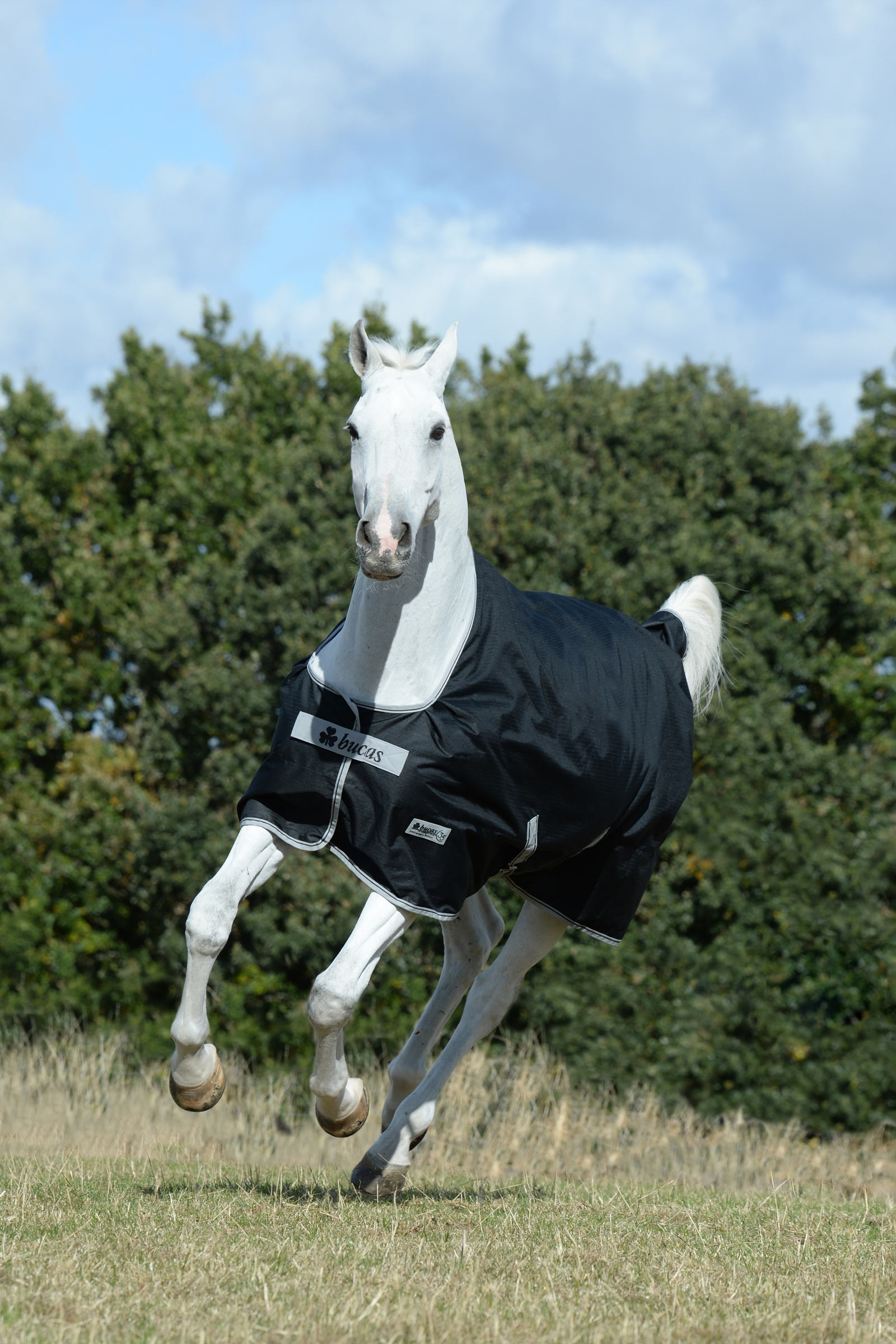 Bucas Anniversary SD kevyt sadeloimi, 0g