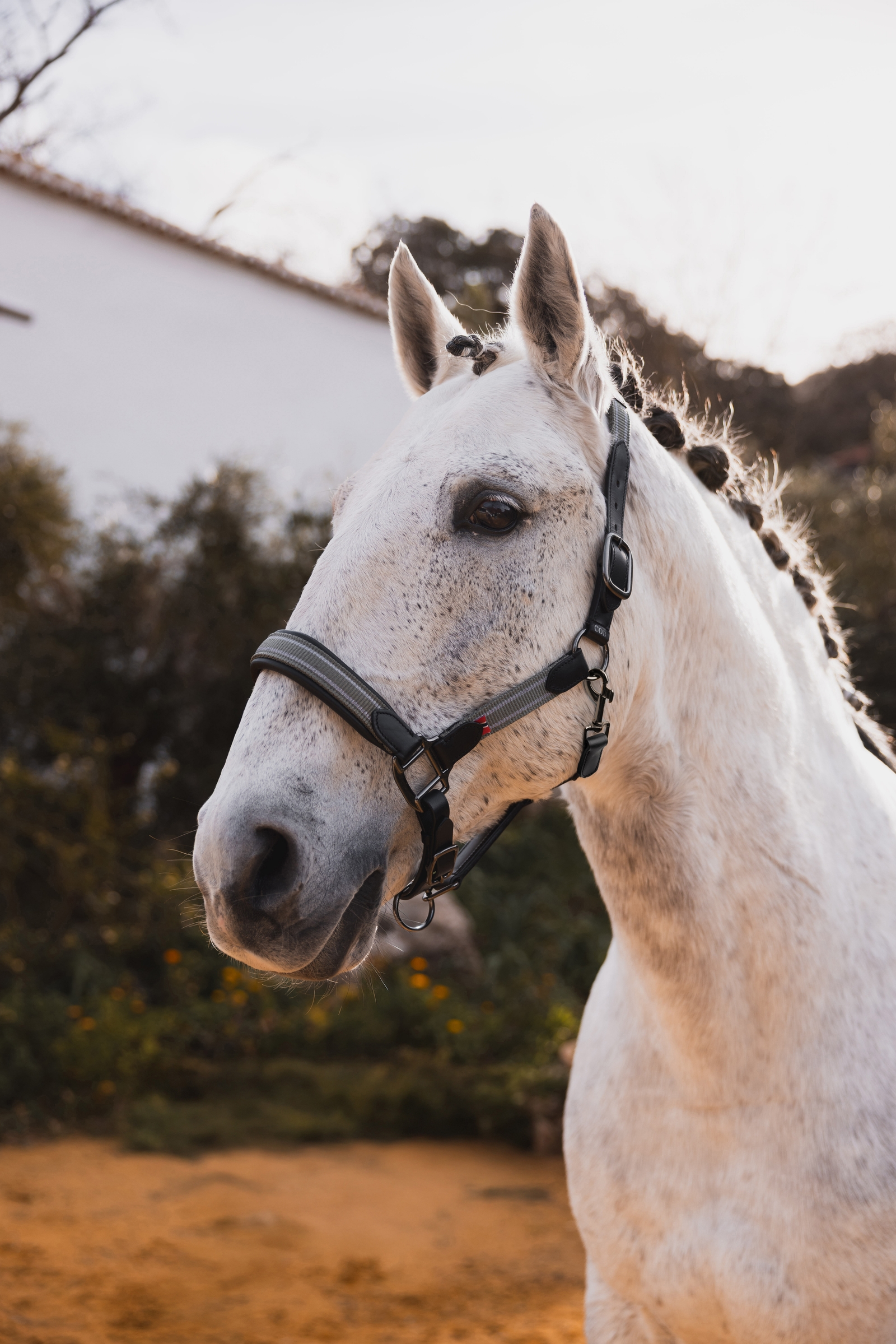 B Vertigo Lennox nahkariimu