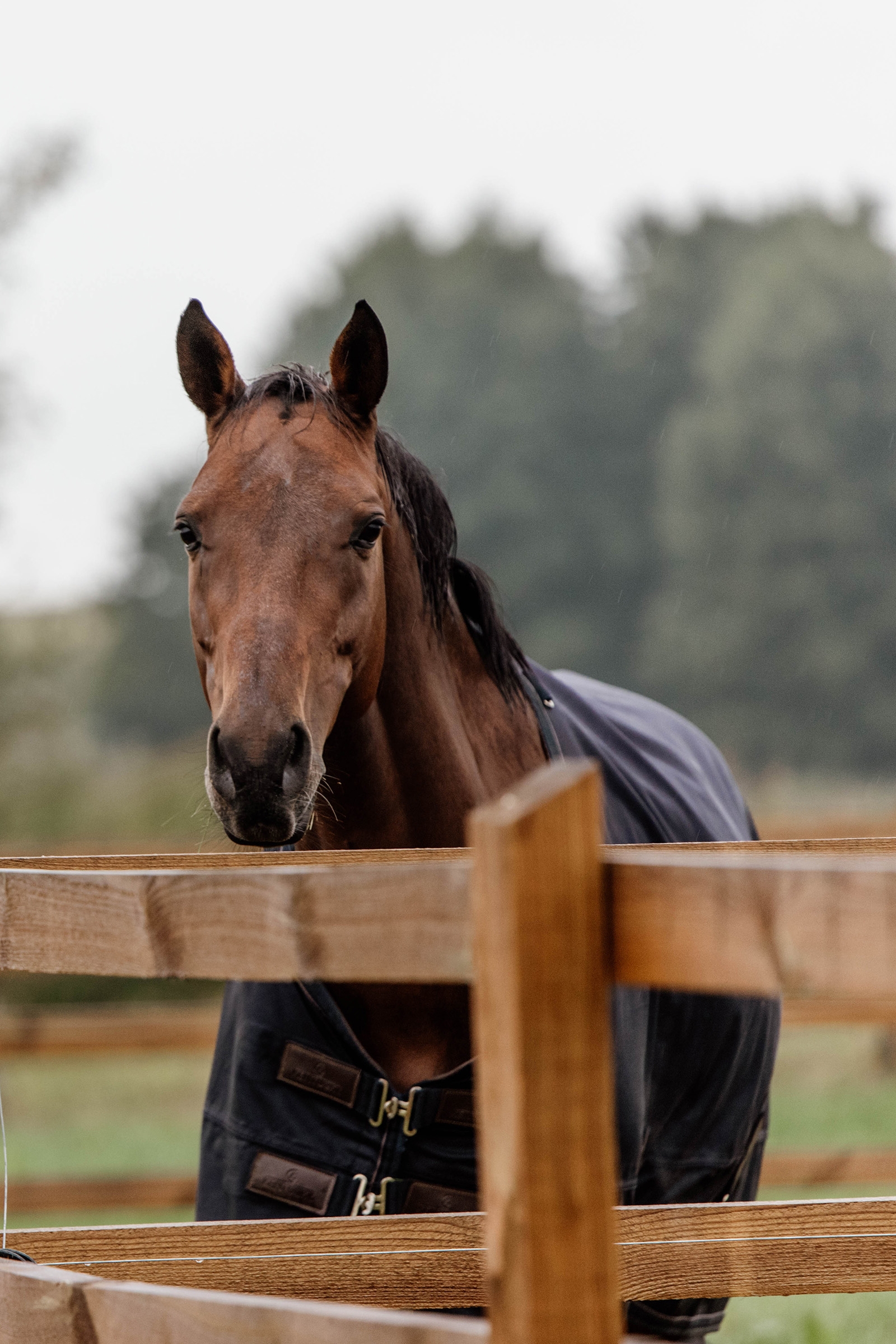 Kentucky Horsewear All Weather ulkoloimi, 300 g