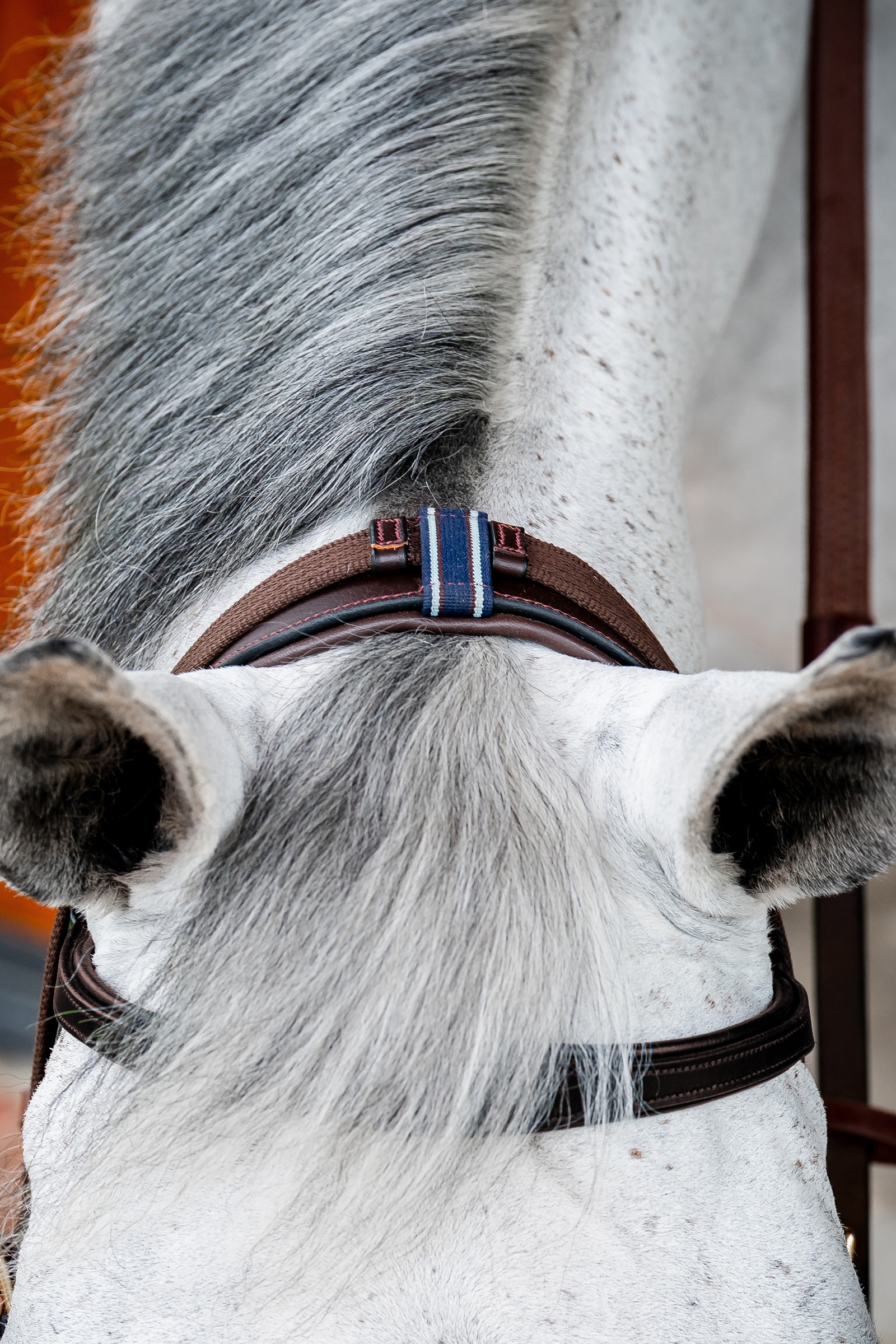 Horseware Micklem 2 Multi Suitset