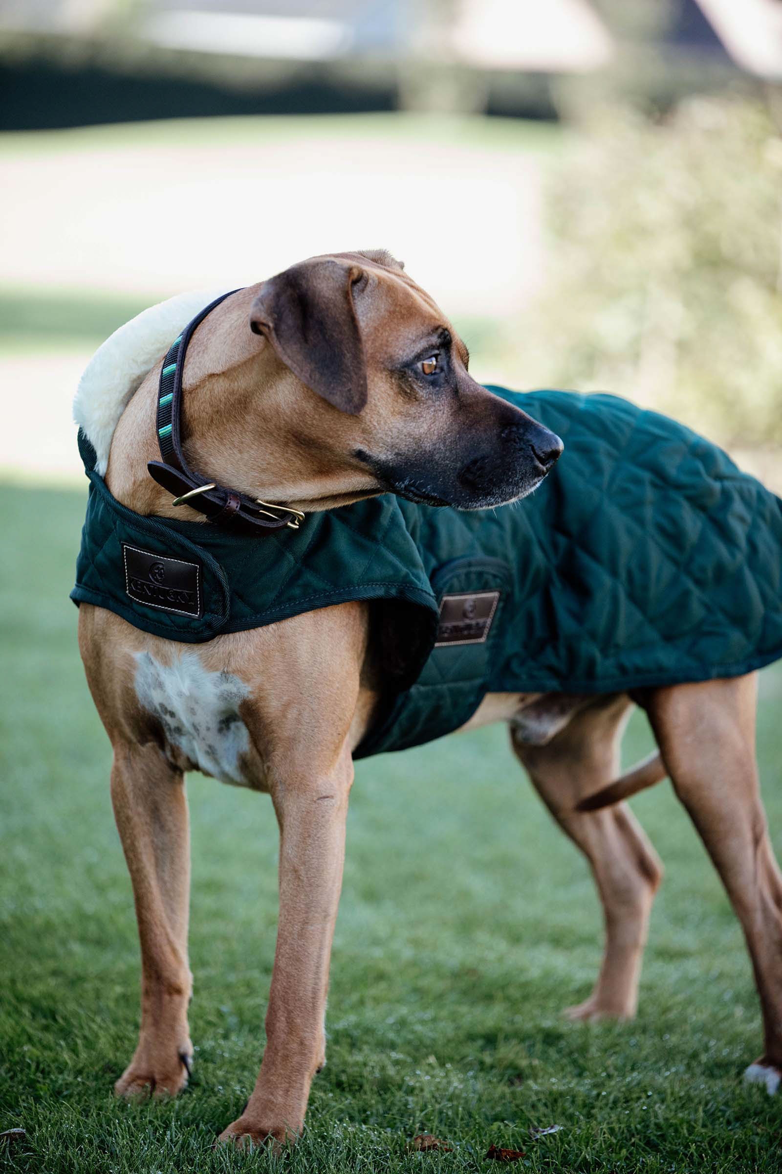 Dark Green Kentucky Dogwear koiran takki