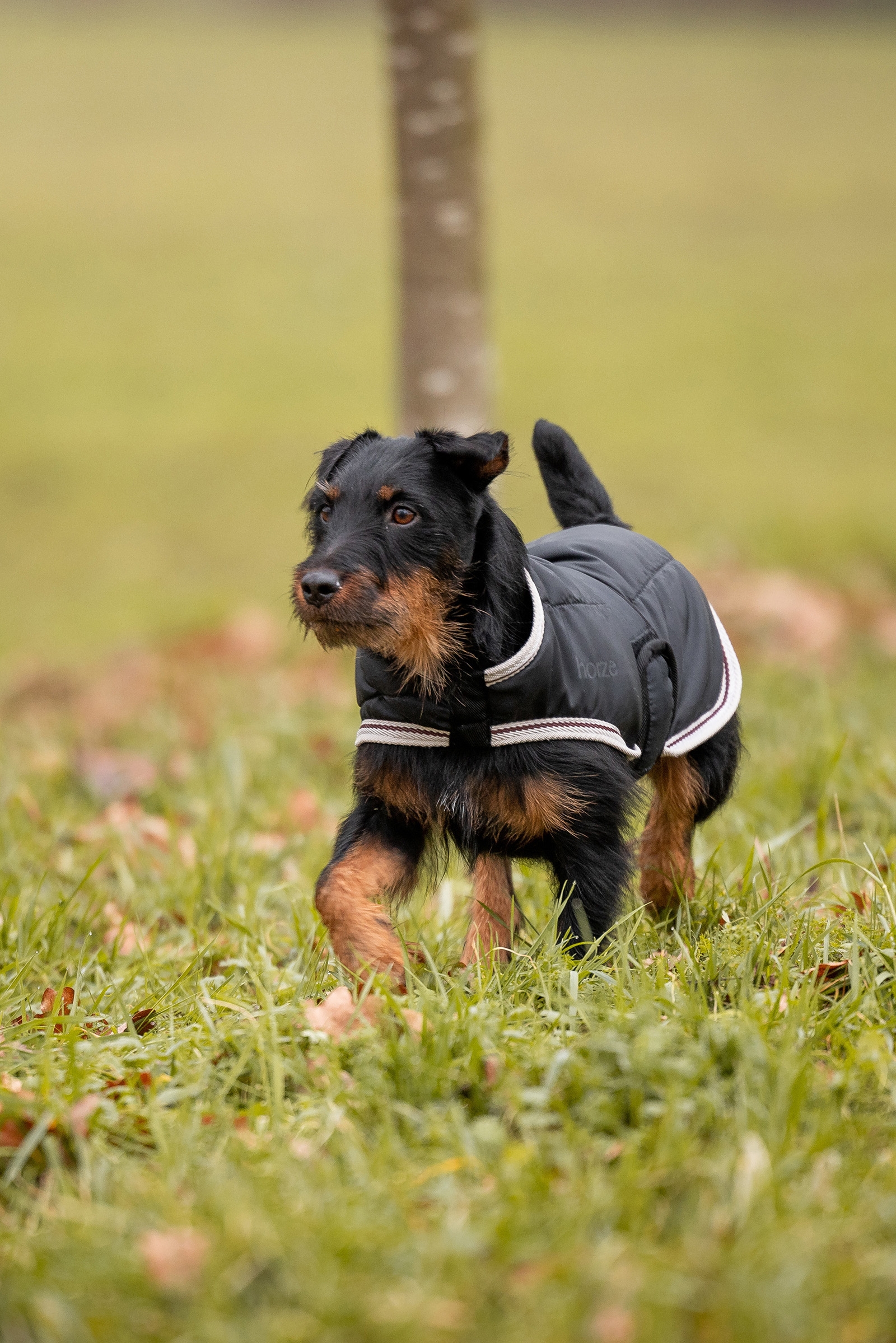 Horze Sudbury 2-in-1 koiran loimi, 0 g, 100 g