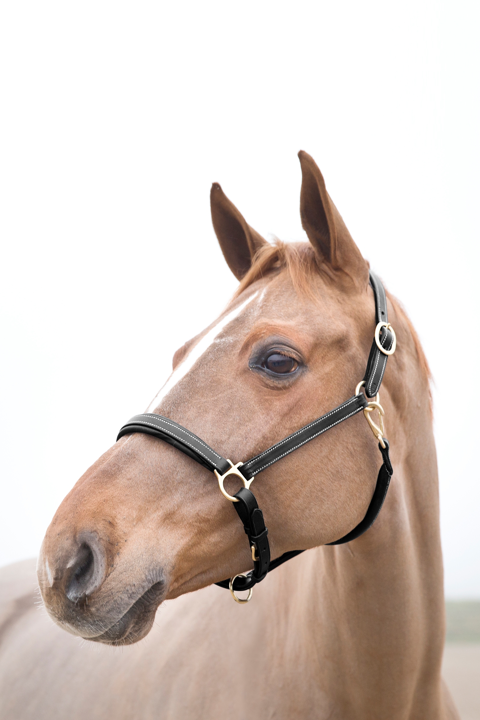 Horze Largo -nahkariimu