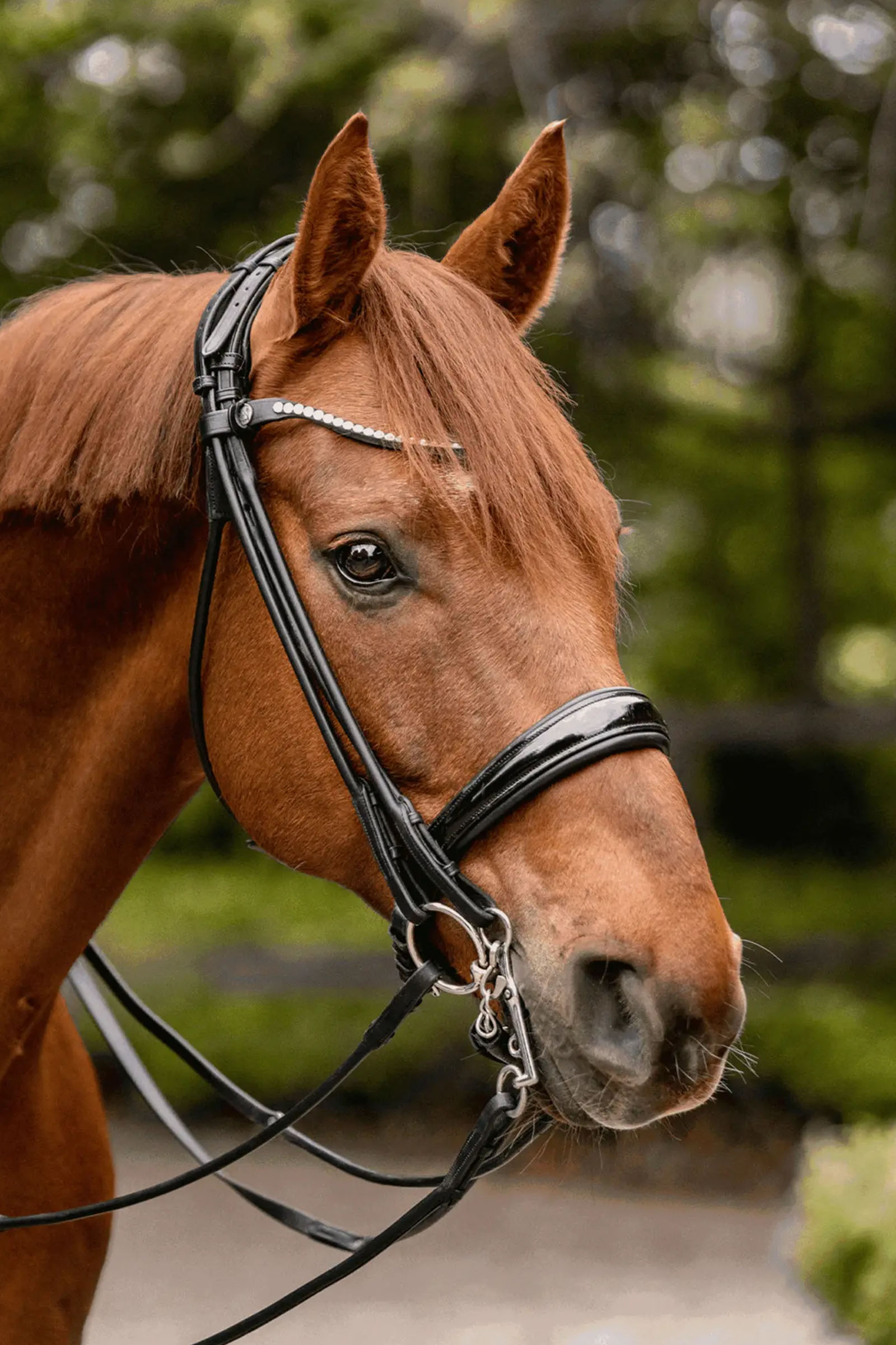Sprenger Novocontact Weymouth 14mm Sensogan 5cm ruostumattomilla teräskuolaimilla