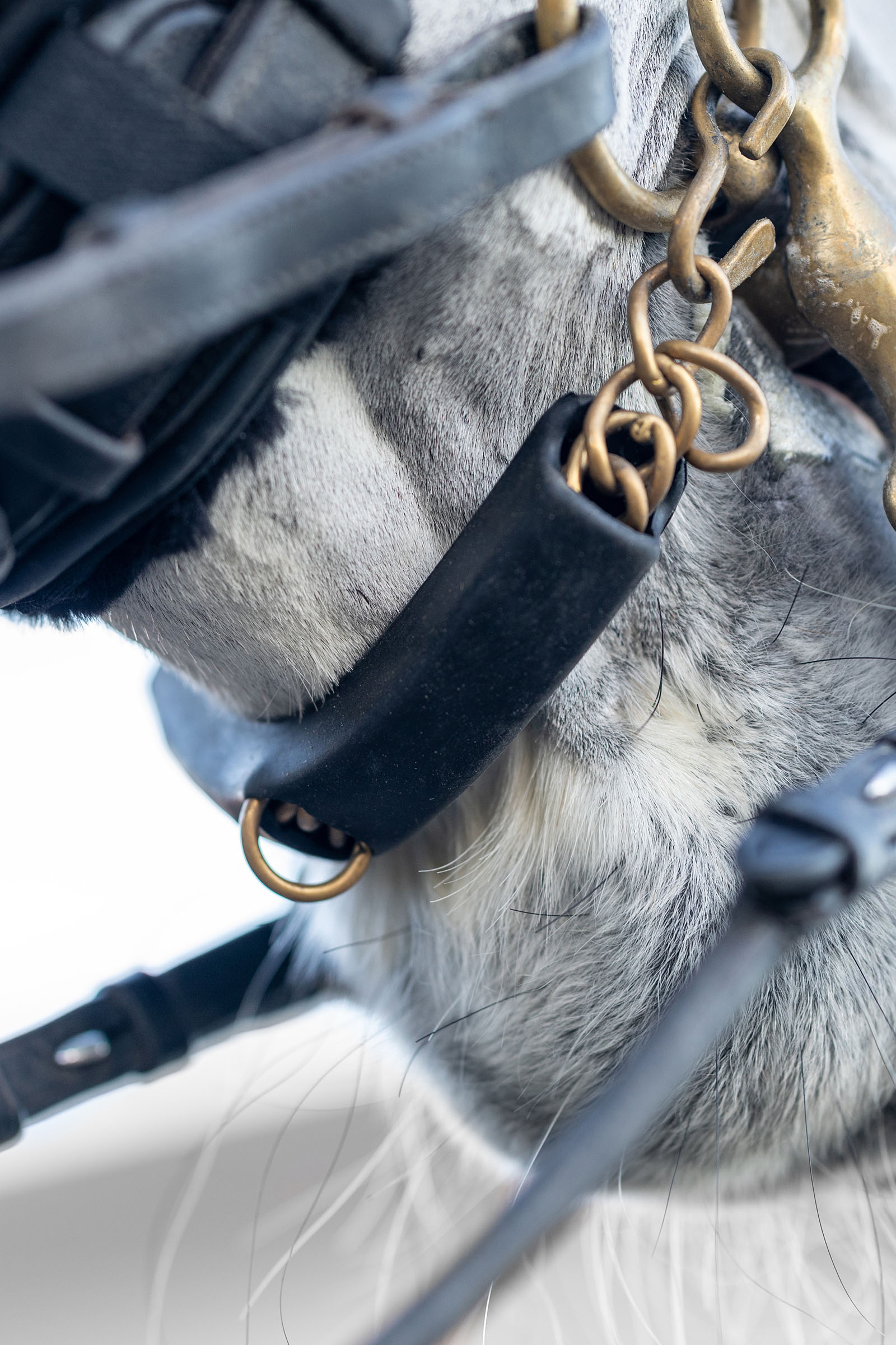 LeMieux leukaketjusuoja