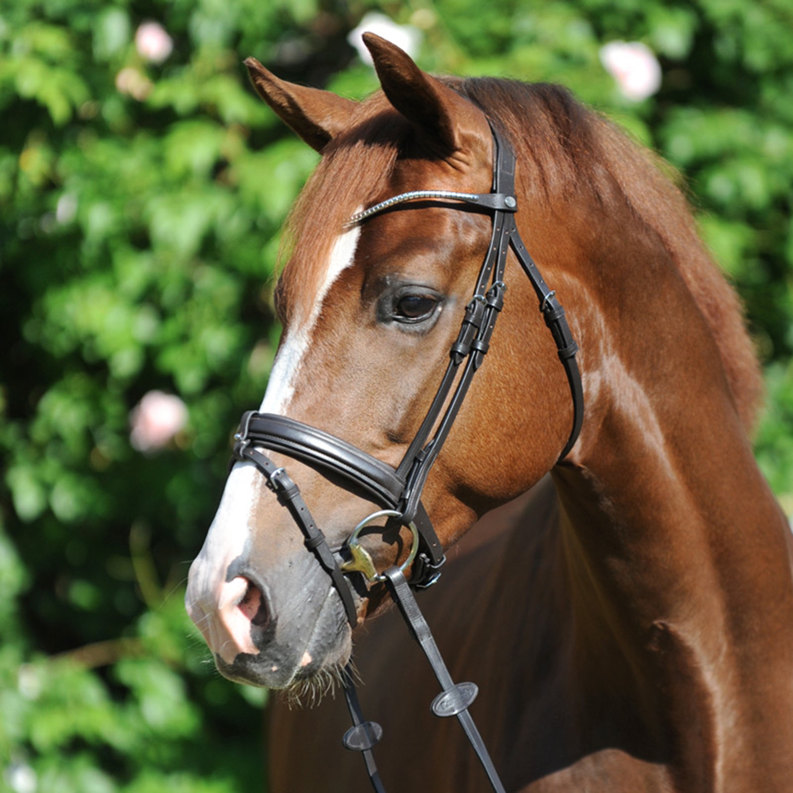 Brown/Silver Kavalkade Clinchesse Bridle