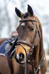 LeMieux Competiton Flash Bridle