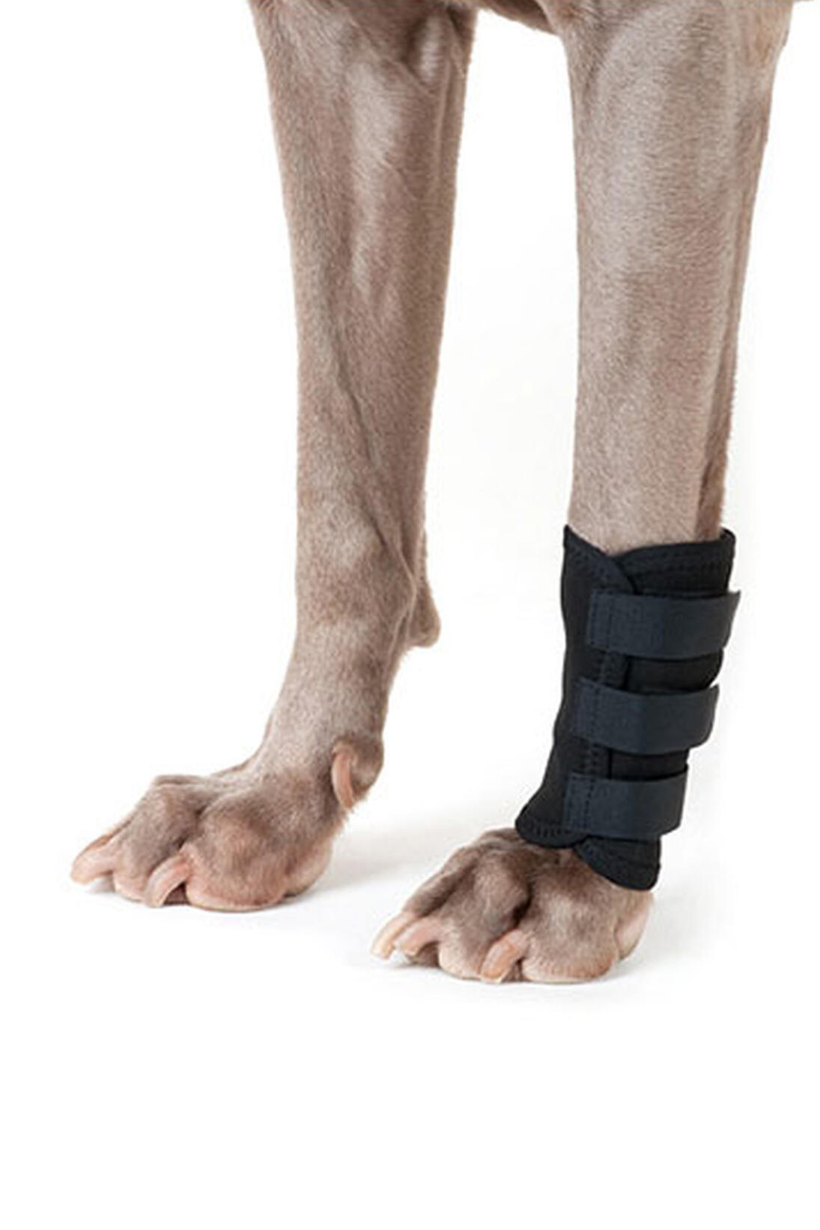 Back on Track koiran säärisuoja (1 kpl)