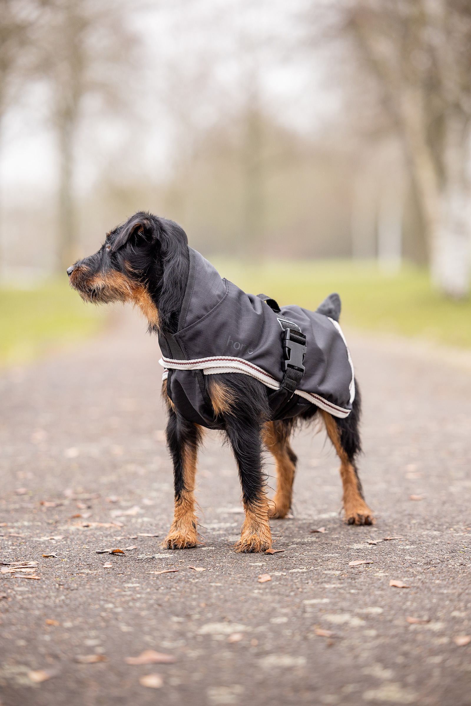 Horze Sudbury 2-in-1 koiran loimi, 0 g, 100 g