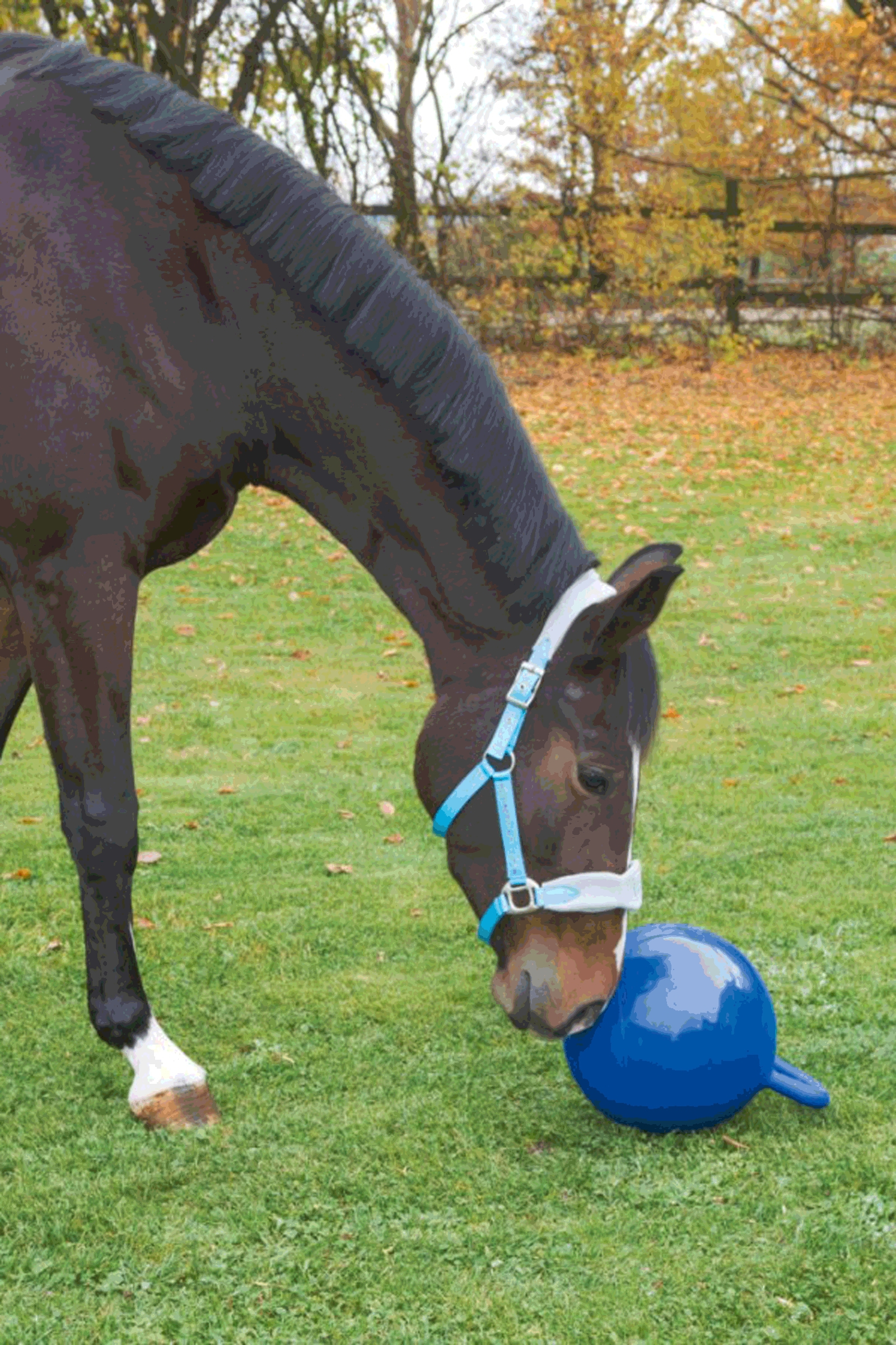 Kerbl leikkipallo hevoselle