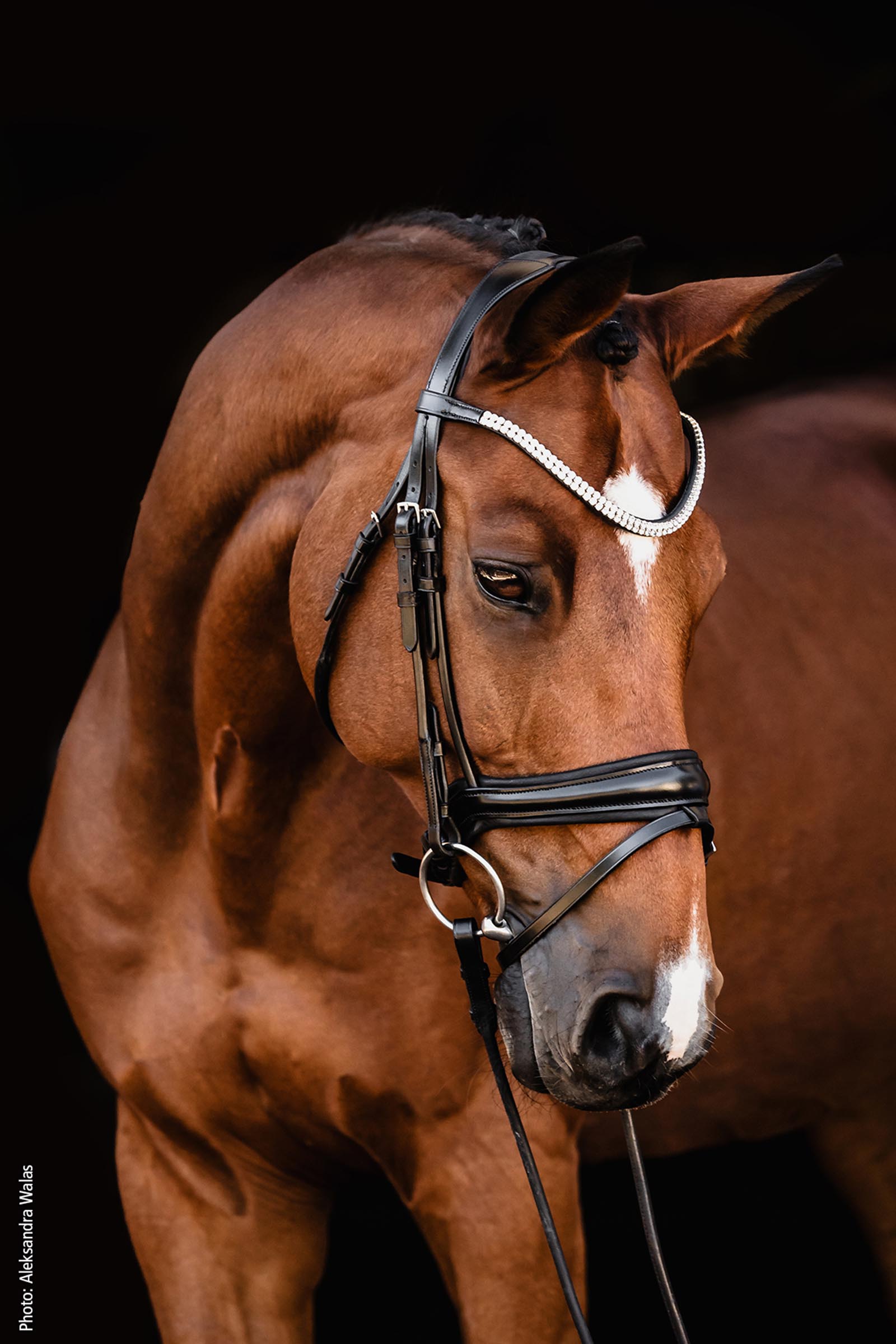 Schockem&ouml;hle Sports Johnny Bridle - Isabell Werth Collection